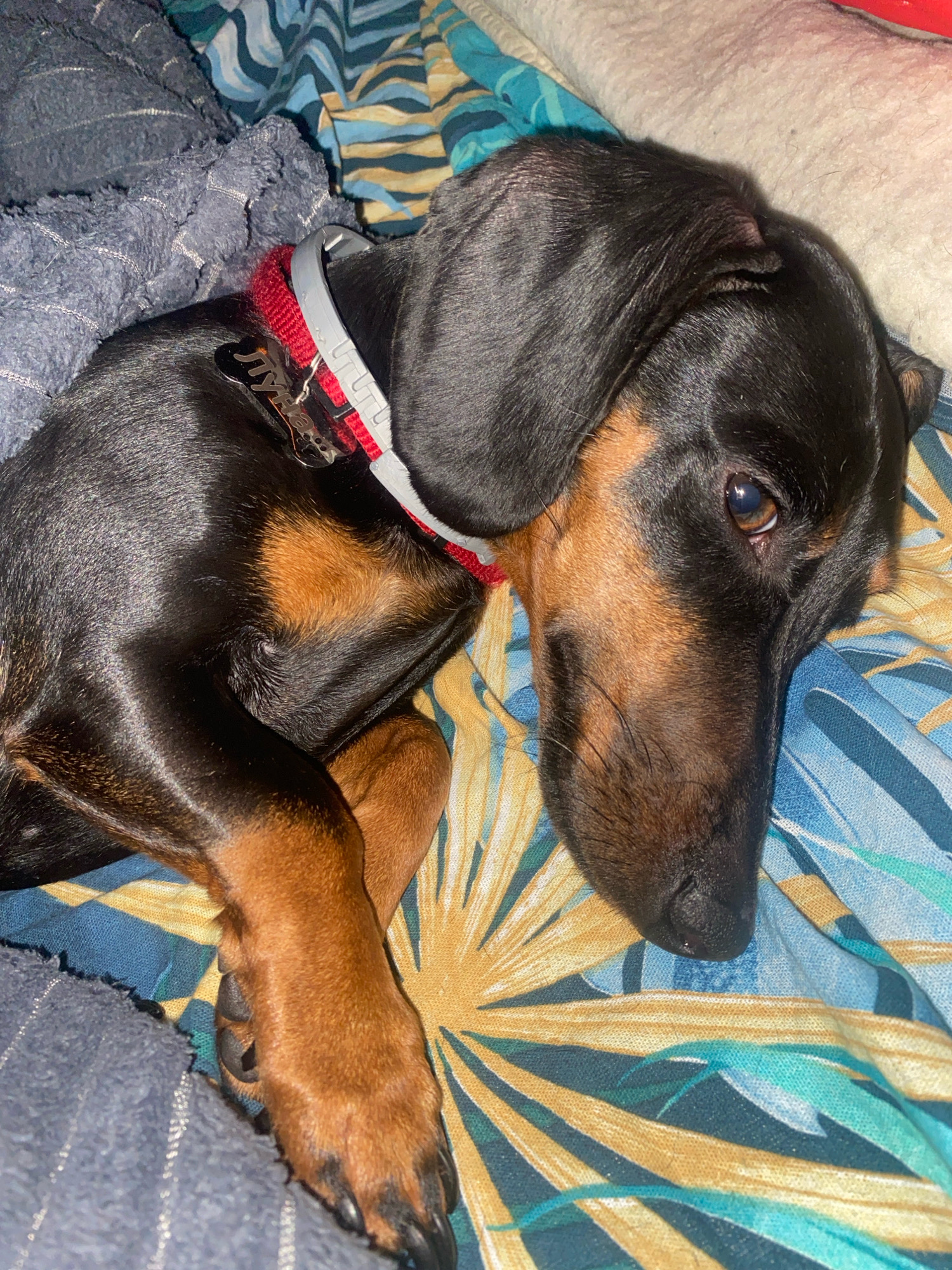A black and tan dachshund is lying on a bed with patterned sheets. The dog is mostly black with tan markings on its legs, face, and chest. It is wearing a red collar with a silver buckle and a dog tag. The sheets have a tropical print with large palm leaves in shades of blue, yellow, and green. A blue textured blanket is visible in the upper left corner of the image. The image appears to be taken indoors. The location is not specified in the image.