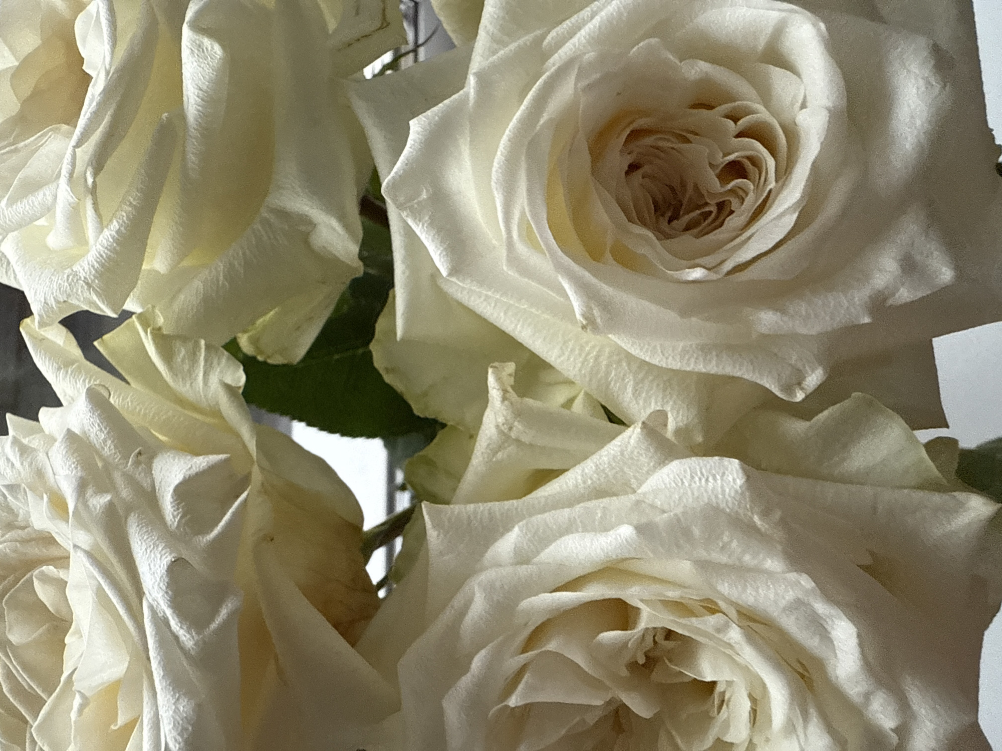 This close-up image features a cluster of several white or cream-colored roses, occupying most of the frame. The subjects are primarily the rose blossoms, presented in various stages of opening or wilting, with richly textured petals.
There is no specific activity or event taking place; the image is a still life capturing the beauty of the flowers.
Notable details include the soft, natural lighting that highlights the delicate folds and subtle imperfections of the petals, casting gentle shadows that add depth. The centers of some roses reveal a slightly deeper cream or light beige hue. Hints of dark green rose leaves are visible in the background, peeking through the white petals, providing a natural contrast. The focus is sharp on the foreground roses, with a shallow depth of field blurring elements further back. The petals exhibit slight wrinkling and texture, suggesting a natural and perhaps slightly mature state of the blossoms. The overall impression is one of elegance and natural beauty. The time of day appears to be daytime due to the bright, diffused light. There are no visible cues within the image itself to confirm the provided location context of Votkinsk, Russia.
No text is visible in the image.