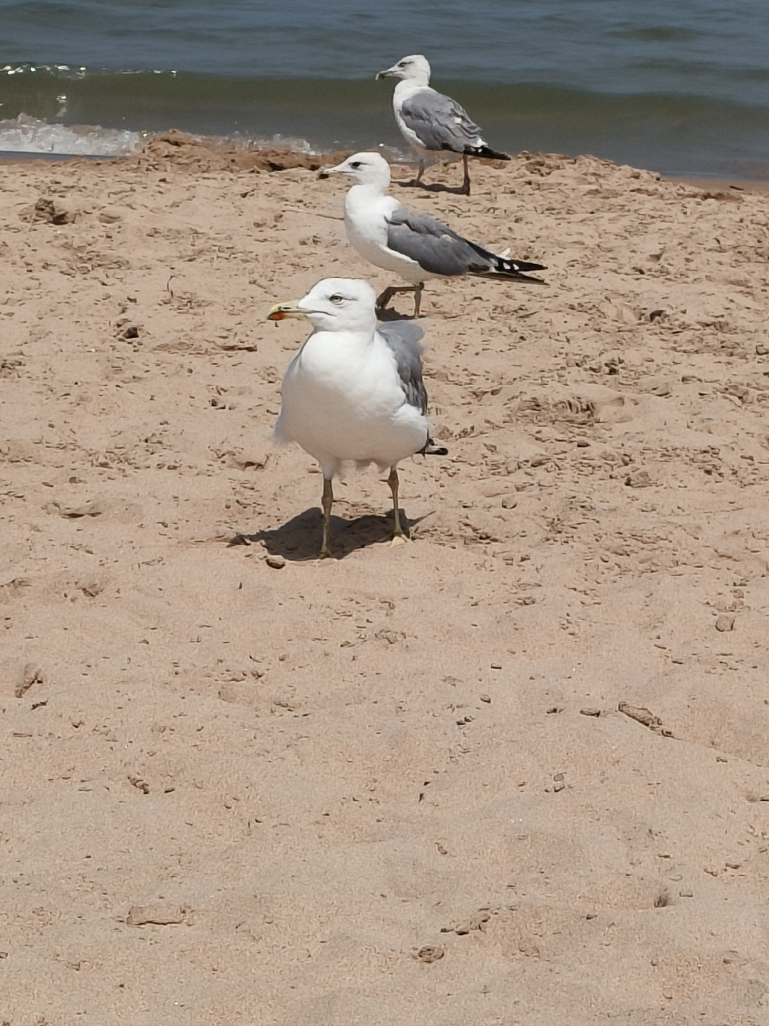 The image depicts a group of seagulls on a sandy beach, with the ocean visible in the background. The seagulls are white with gray wings and black markings. One seagull is in the foreground, facing the camera, while two others are positioned further back on the beach. The sand is light brown and appears somewhat coarse, with small pebbles and debris scattered across it. The water is a deep blue with gentle waves. The scene is brightly lit, suggesting a sunny day. There are no people or man-made structures visible in the frame. The location is identified as Gandia, Spain.