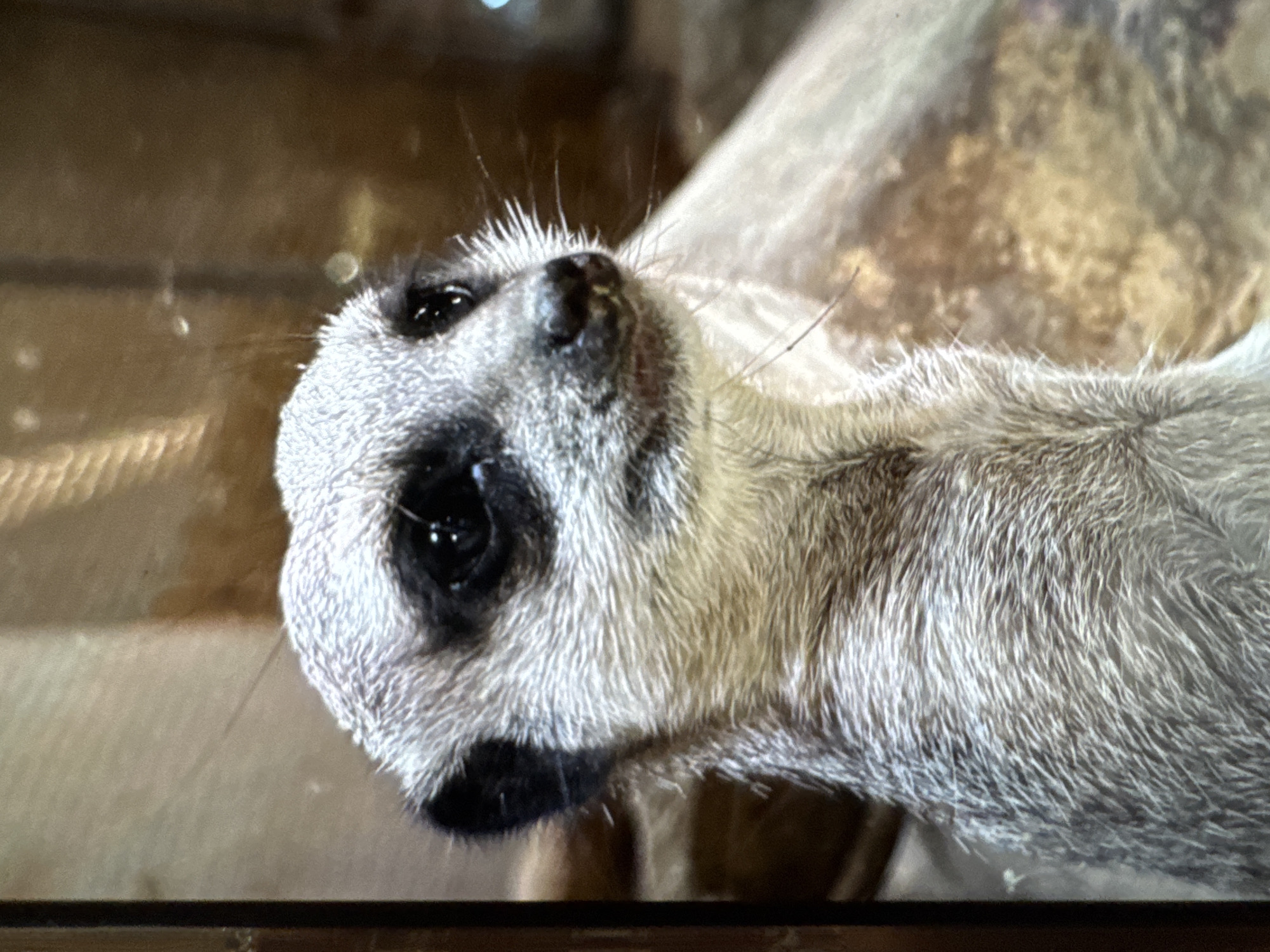 A close-up shot captures a meerkat, with its head and upper body visible. The meerkat's head is tilted upwards and to the right, directing its gaze slightly away from the camera, suggesting an alert and curious posture. It features prominent dark, reflective eyes encircled by distinctive black markings, a black nose, and a dark muzzle. Its fur is a mix of light gray and white on the face and around the neck, transitioning to a textured pattern of gray, brown, and sandy hues across its body. Numerous fine whiskers extend from its snout.
The background is softly blurred into warm, earthy tones of brown and beige, implying an out-of-focus enclosure or natural setting. A dark, straight line runs along the very bottom of the frame, possibly a barrier or a ledge. The lighting is soft and even, highlighting the fine details of the meerkat's fur. No specific activity beyond attentive observation is evident. There is no visible text or discernible time of day.