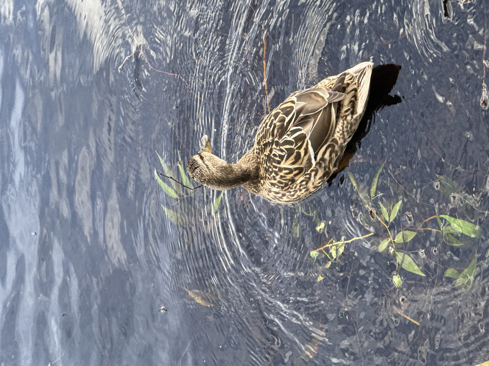 A mottled brown duck floats on rippled water. The water is dark, with some submerged plant matter visible. The location is potentially within the city of Saint Petersburg, Russia, as that information was provided.