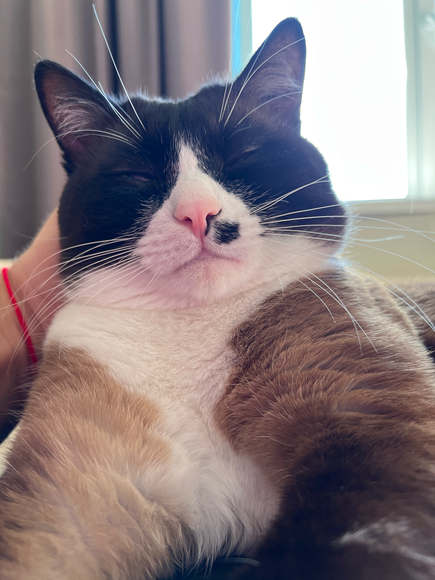 In Noviy, Russia, a close-up, low-angle shot captures a black and white cat with brown markings, its eyes mostly closed, resting comfortably. A hand, with a red string bracelet on the wrist, gently supports the cat's head. The cat's pink nose and whiskers are prominent features. The background is softly blurred, suggesting an indoor setting with natural light filtering through a window on the right side, illuminating the scene and creating a serene atmosphere.
