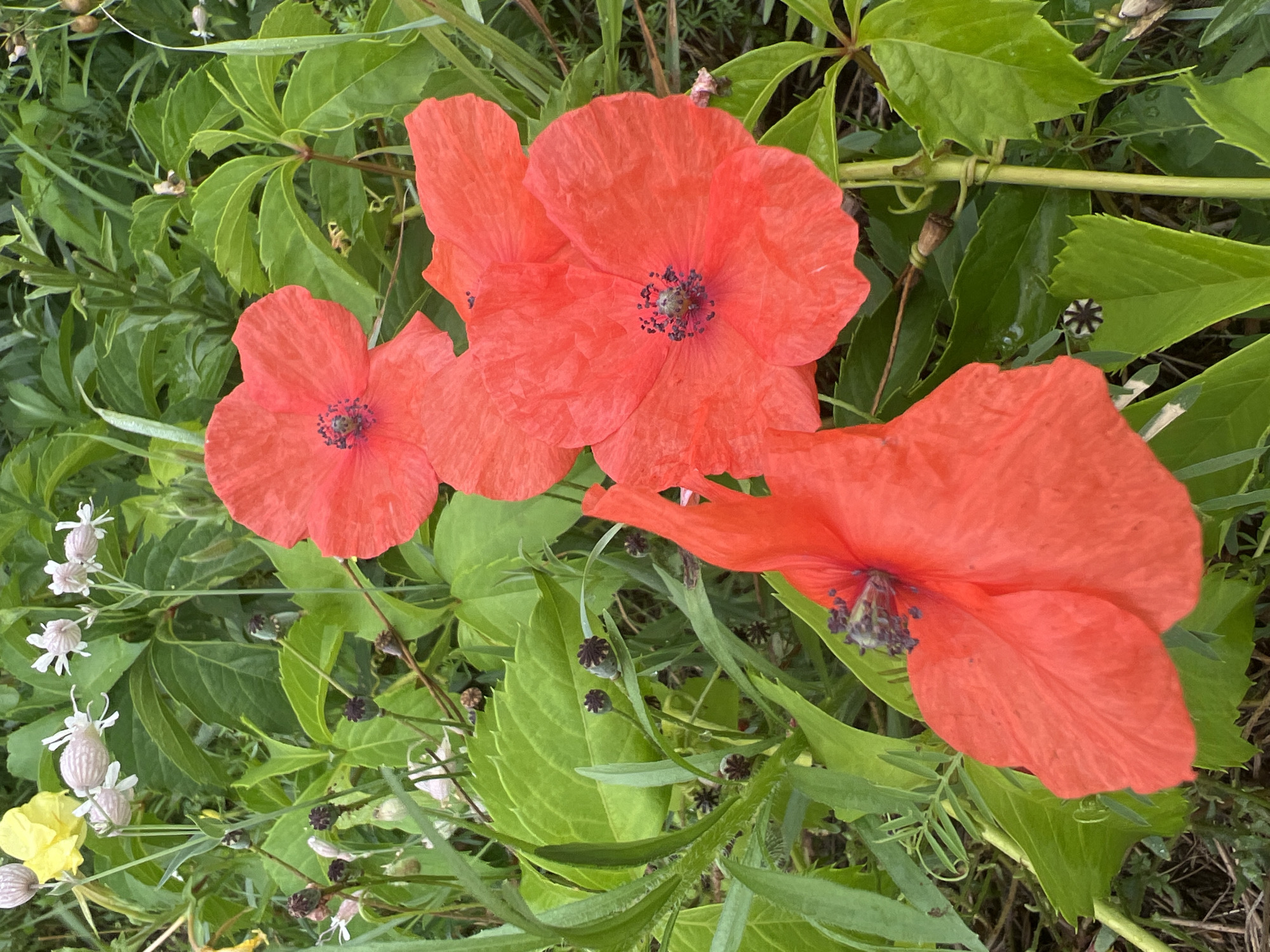 The image displays a close-up view of several vibrant red poppies in bloom, nestled amongst lush green foliage and other wildflowers. The poppies are the dominant subjects, with their delicate petals and dark centers. In the background, smaller white flowers and hints of yellow can be seen. The scene appears to be in a natural setting, possibly a meadow or garden, with a focus on the textures and colors of the plant life. There are no people or man-made objects visible in the image. The setting is likely outdoors, with natural lighting suggesting it could be daytime. The image does not provide specific geographical information about Moosburg, Germany.