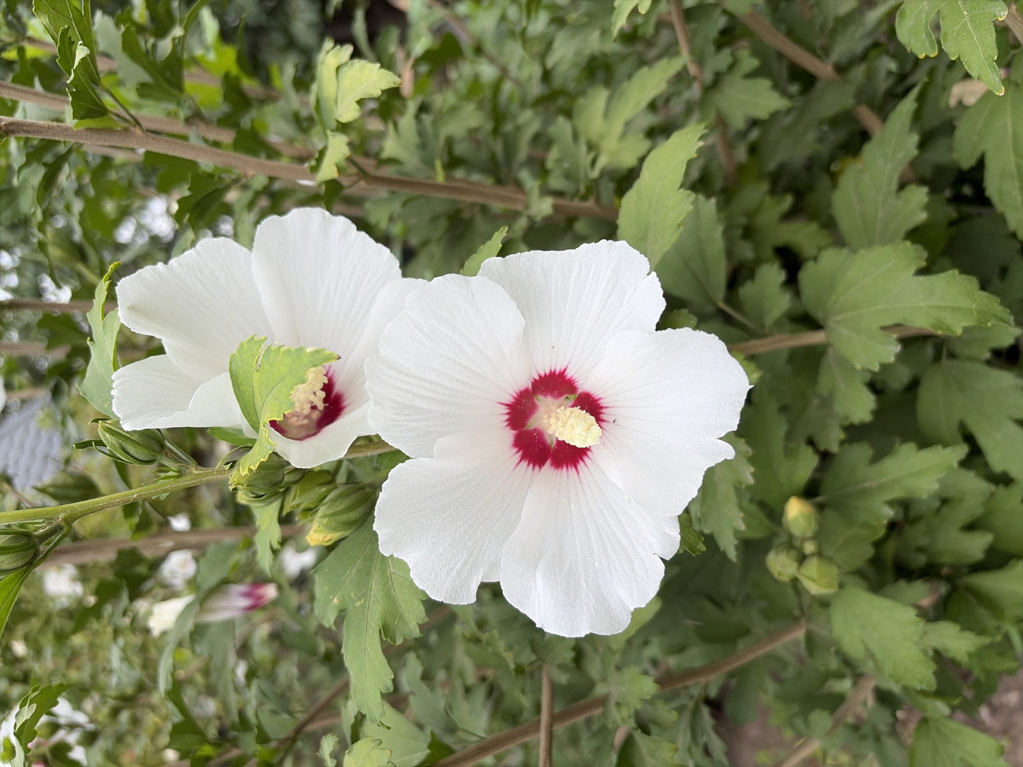 This is a close-up, vertical, outdoor, eye-level shot of two white hibiscus flowers in bloom. The foreground flower is in sharp focus, displaying its delicate white petals, a crimson red center, and a prominent yellow stamen. The second flower, slightly out of focus, is positioned above and behind the first, also white with a red center. The flowers are surrounded by vibrant green leaves and thick brown stems. Several green flower buds are visible at the bottom of the frame. The background is a blur of green foliage, suggesting a garden or park setting. There are no people or animals present in the image. The scene appears to be located in Oxentea, Moldova.