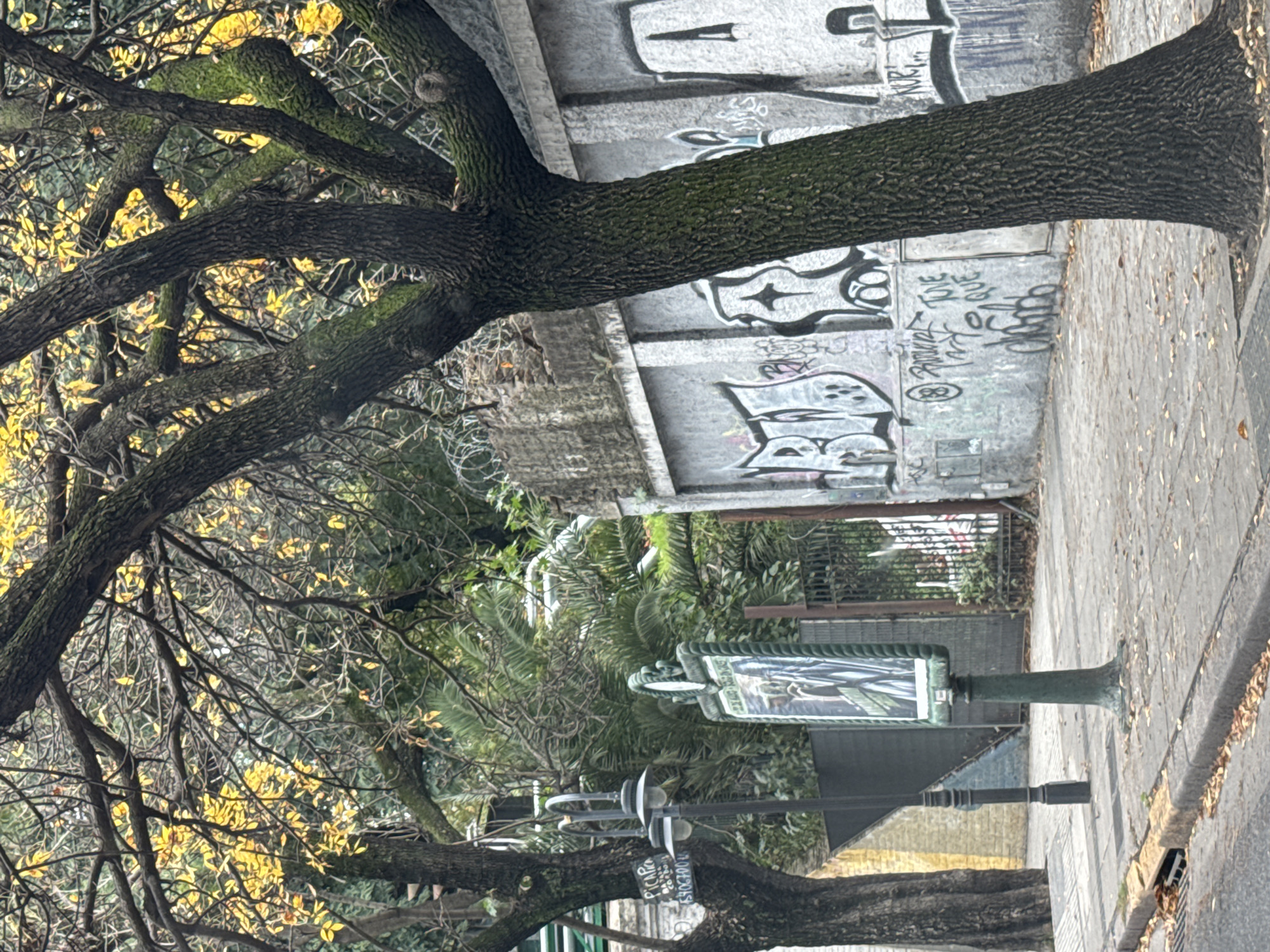 The image depicts an urban scene in Buenos Aires, Argentina. A large, mature tree with thick, moss-covered branches dominates the left side of the frame, with some yellowing leaves visible. Behind the tree, a concrete wall covered in graffiti stretches horizontally across the background. A street and sidewalk run parallel to the wall on the right side of the image, with a vintage-style advertising column standing near the curb. A small sign is visible on the base of the advertising column. A glimpse of greenery and a metal fence can be seen further back. The sidewalk is covered with fallen leaves.
