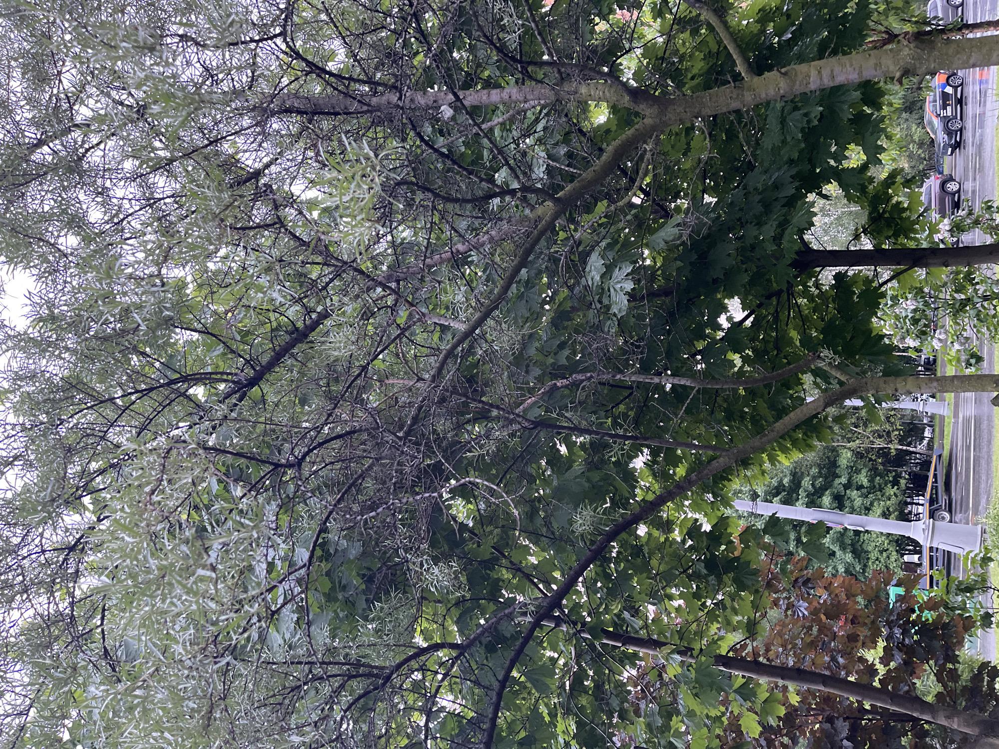 The image depicts a street scene in Moscow, Russia. A tree with dense green maple leaves occupies the lower right portion of the frame. Another tree with silvery-green, willow-like foliage extends from the left side of the frame. A sidewalk and a street are visible in the background, along with parked cars and a lamp post. The sky is overcast.