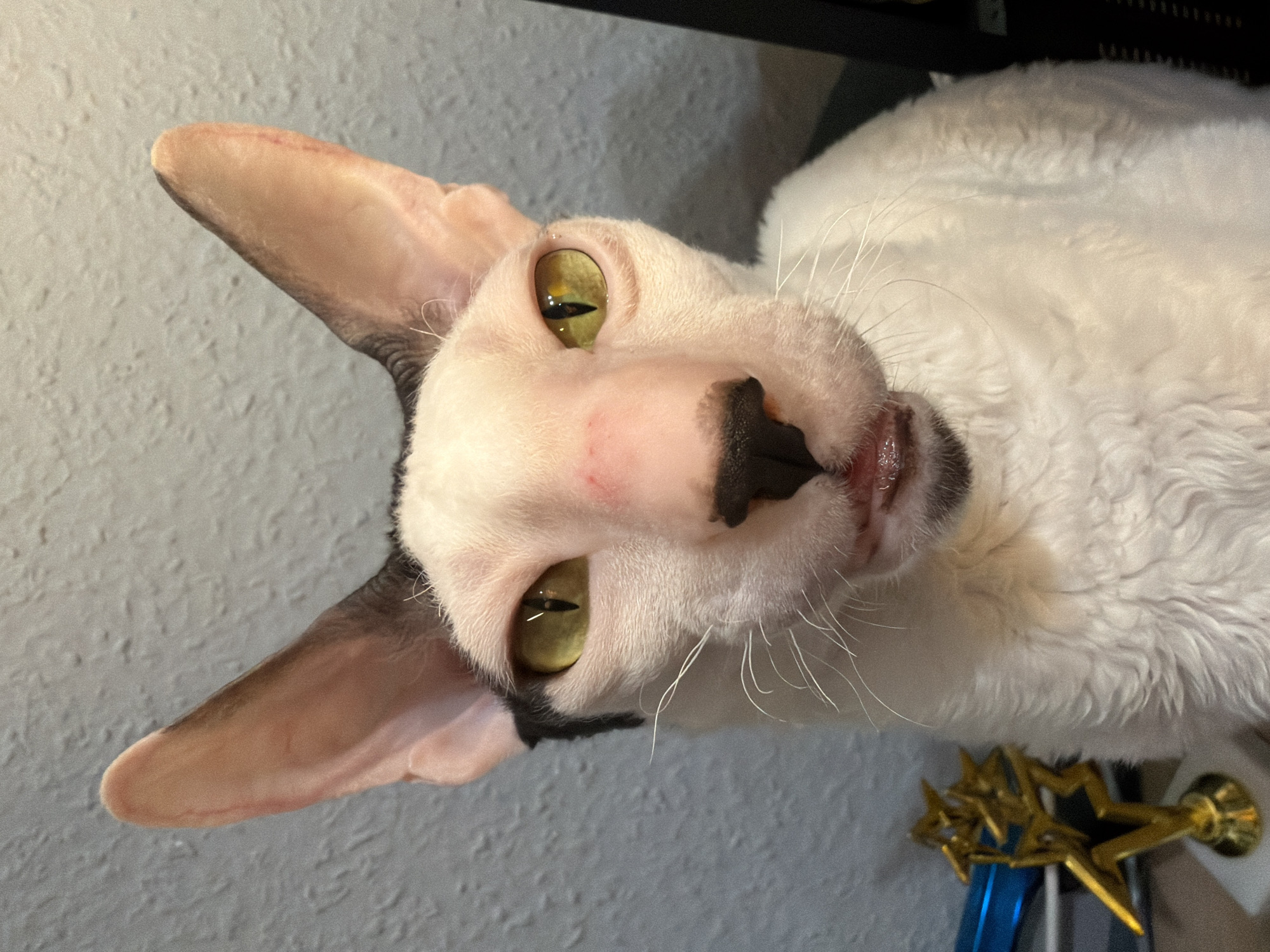 A close-up, chest-up shot features a white cat with large, prominent ears and a distinctive curly coat. The cat has yellow eyes and a black nose. A small red mark is visible on its snout, and its mouth is slightly open, revealing pink gums. To the left of the cat, a small gold trophy with star-shaped elements is visible. The background is a textured, light gray wall. The scene appears to be indoors, possibly in a home. There is no discernible information about a specific location in Yekaterinburg, Russia.