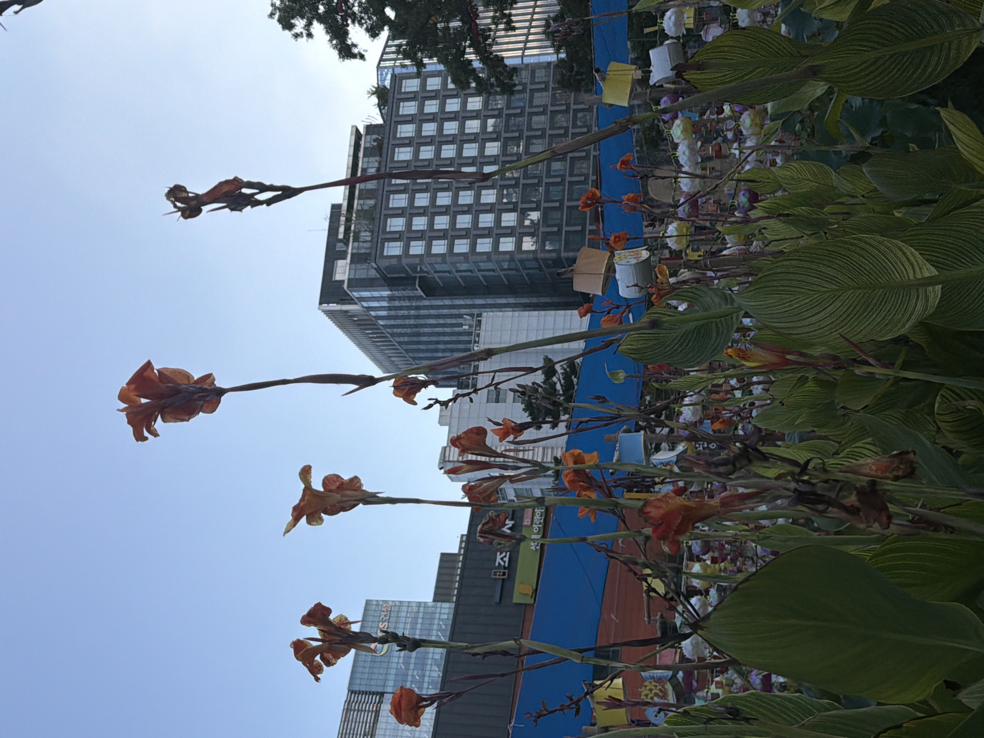 The photograph captures a close-up view of vibrant orange Canna lilies with prominent green leaves in the foreground, set against a clear blue sky. In the background, modern urban architecture, characterized by glass-fronted buildings and some trees, suggests a city environment. The scene appears to be an outdoor public space, possibly a park or a festival ground, given the presence of some decorative elements like lanterns or paper crafts hanging in the middle ground. The overall impression is one of nature intertwined with urban development, likely taken in Seoul, South Korea, given the architectural style and the presence of Korean text on a building sign.
