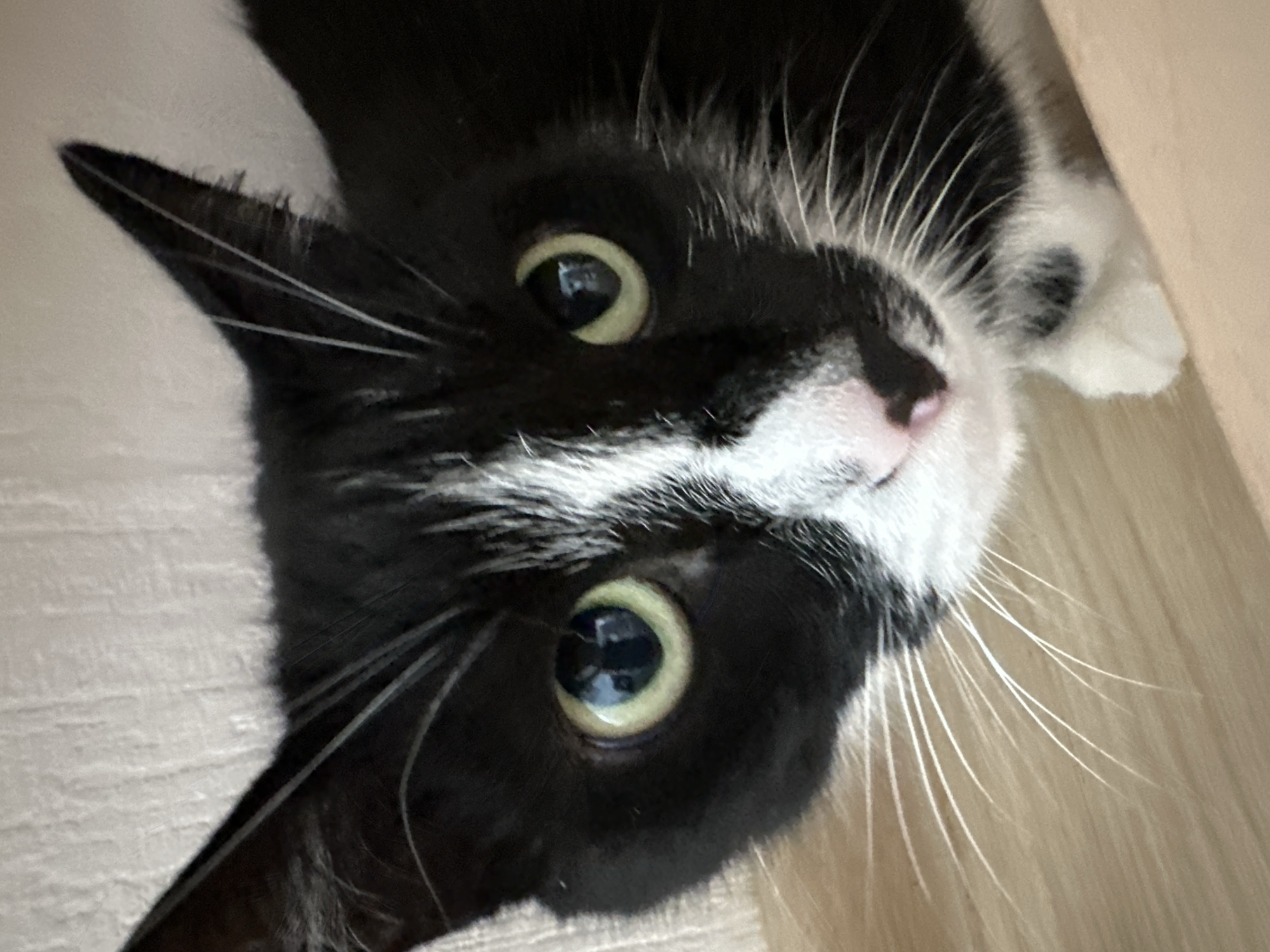 The image is a close-up, high-angle shot of a black and white cat's face. The cat has green eyes, a pink nose, and prominent white whiskers. Its fur is predominantly black with white markings on its face and chest. The background is a textured, light-colored surface, possibly a wall, and a wooden surface in the foreground. There is no indication of the city of Yekaterinburg, Russia in the image.
