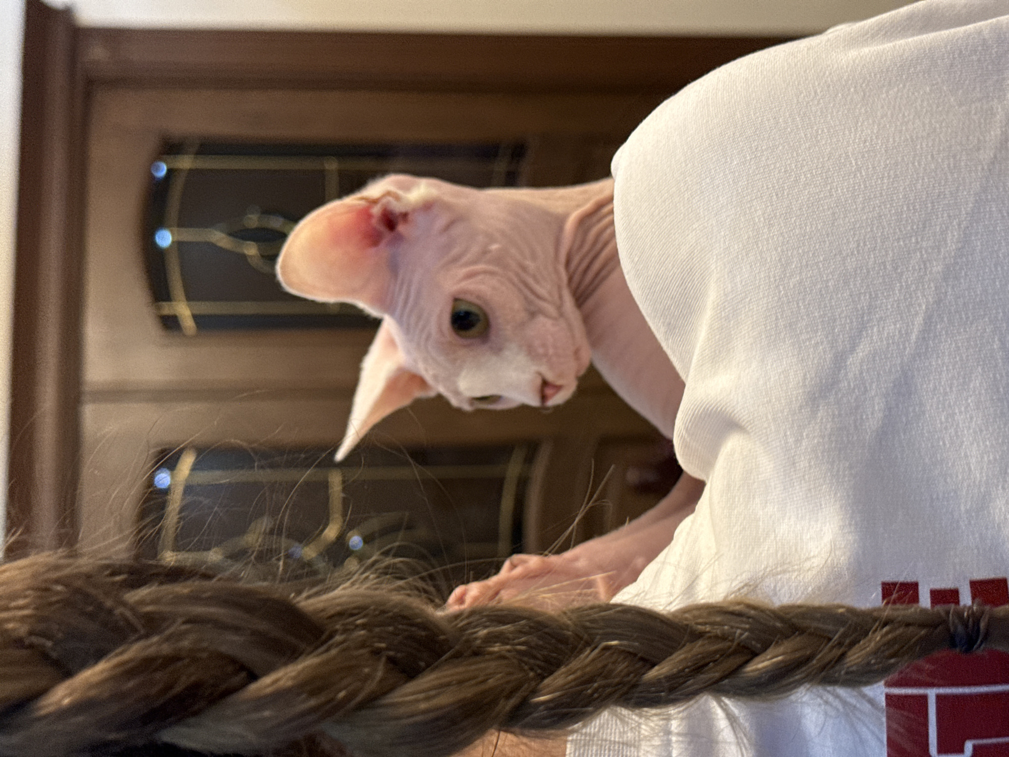 A medium-angle shot features a pink hairless cat with large ears looking downward to the left of the frame. In the foreground is a brown braid of human hair. The cat is perched on a person wearing a white t-shirt. Behind the cat and braid is a blurred out brown door. The specific location in Yerevan, Armenia cannot be determined from this image.