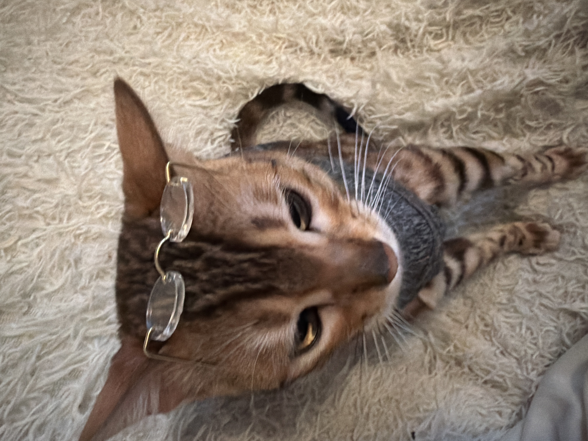 A brown tabby cat with golden-rimmed spectacles resting on its head lies on a cream-colored shag rug. The cat is wearing a gray turtleneck sweater. Its tail curls back towards its body. The background is blurry, but the rug appears to be soft and plush. The location is not discernible from the image, so no information about Saint Petersburg, Russia, can be included.