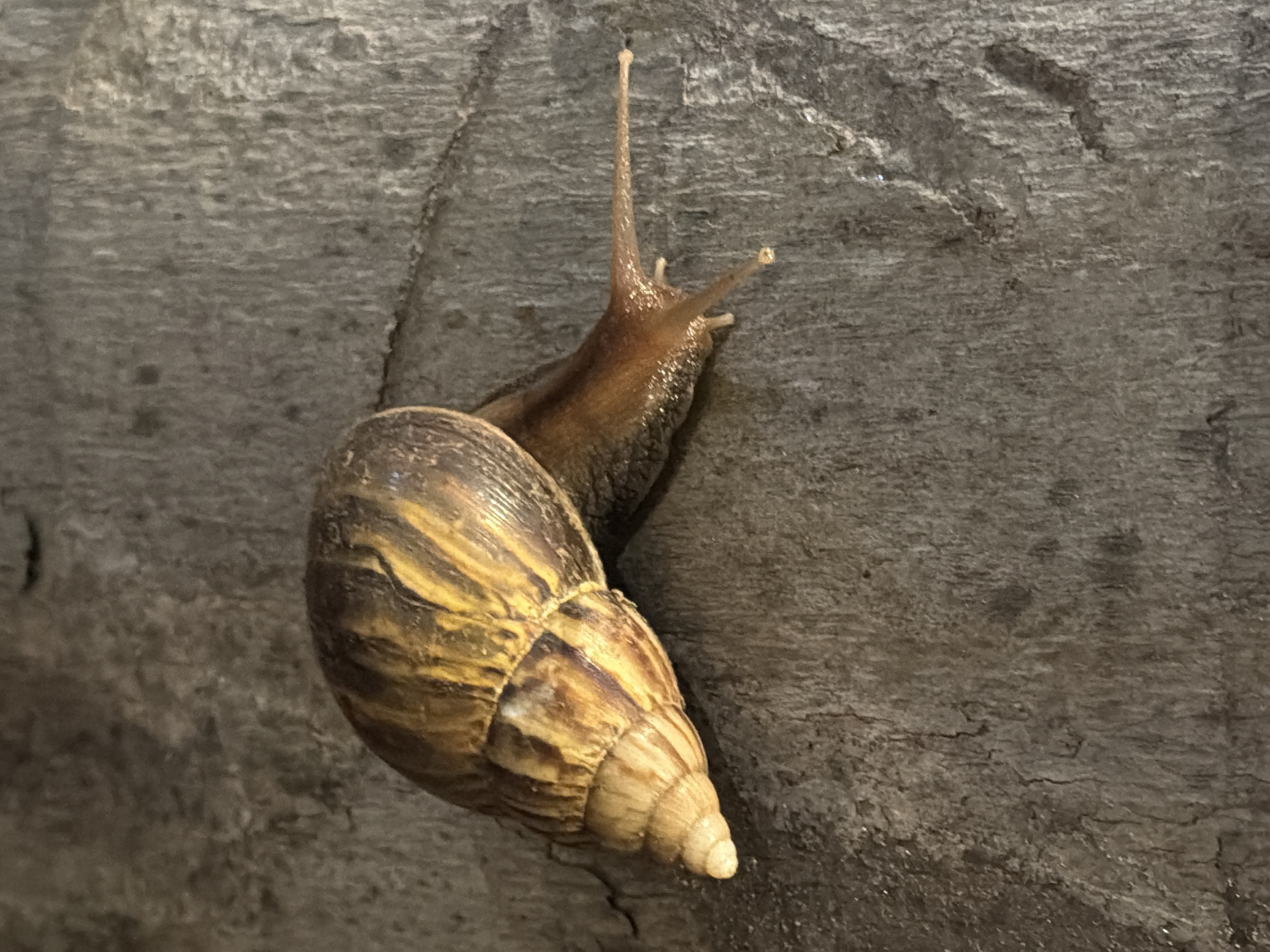A close-up, high-angle shot shows a terrestrial snail with a spiral shell clinging to a rough, gray, textured surface. The snail's body is a light brown color and extends from its shell, with two long tentacles reaching upwards. The shell is patterned with alternating bands of yellow and brown, creating a striped effect. The surface the snail is on appears to be rock or aged wood, with visible cracks and variations in texture and color. The lighting suggests it is daytime, though the ambient light is not particularly bright, creating some shadows on the textured surface. There is no text visible in the image. The scene is quiet and focused on the snail's movement or position on the surface. This image was captured in Pasir Putih, Indonesia.