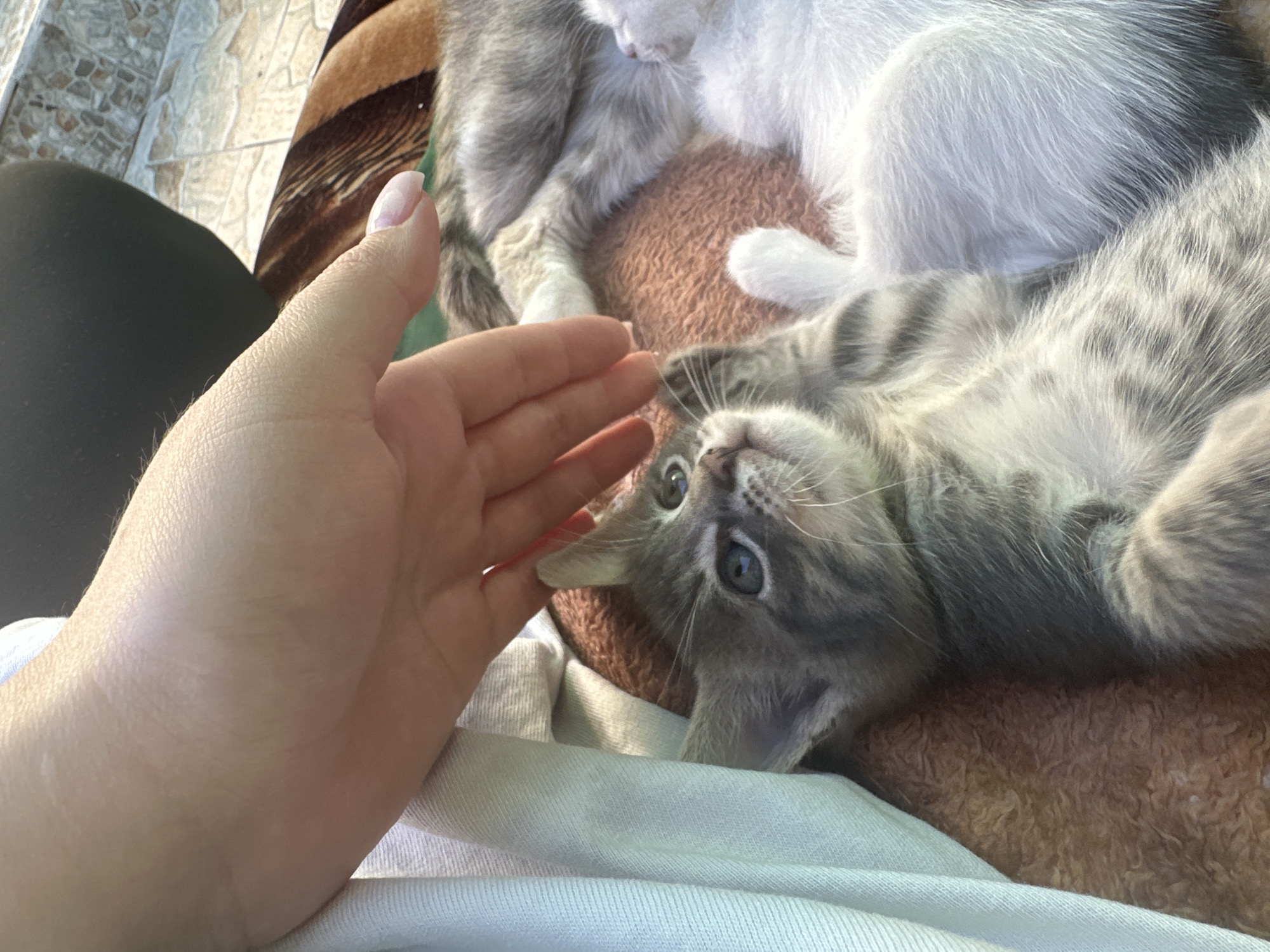 In this close-up shot, a person's hand is reaching towards a playful kitten. The kitten, with its gray and white tabby fur, lies on its back, looking up with wide, curious blue eyes. Its paws are extended, and it appears to be interacting with the hand, perhaps ready to play. The scene is set indoors, with hints of a tiled floor and a patterned blanket visible in the background. The lighting suggests it's daytime, with sunlight casting shadows. The overall mood is warm and affectionate, capturing a moment of connection between a human and a pet.