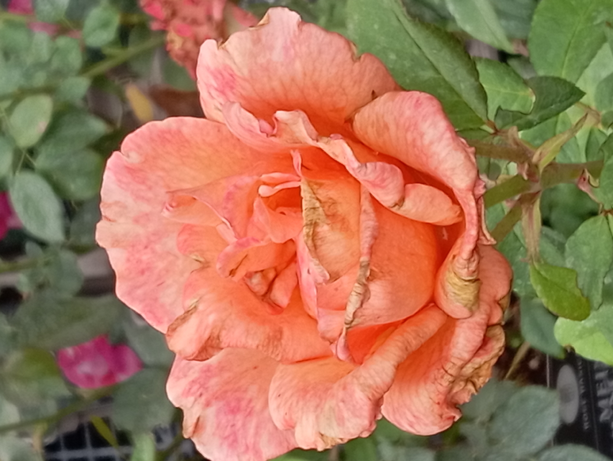 A close-up, eye-level shot captures a fully bloomed, peach-colored rose in Nitra, Slovakia. The rose is the central subject, with its petals unfurling in layers, showcasing delicate pink streaks and some browning at the edges. The background is softly blurred, with green foliage and hints of other pink and red flowers, suggesting a garden or greenhouse setting. The lighting is natural, casting a gentle illumination on the rose. The image is likely taken outdoors in the city of Nitra, Slovakia, possibly in a botanical garden or a private garden.