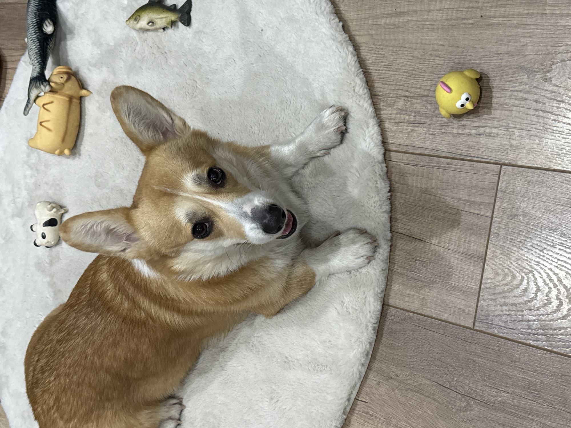 An indoor scene in Kuleshovka, Russia, depicts a tri-color Pembroke Welsh Corgi lying on a circular, white, shaggy rug. The dog, predominantly tan and white with some darker markings, faces the viewer directly with its mouth slightly ajar, revealing its tongue, and its ears erect. Scattered on the rug around the dog are several toys: a small white and black figure resembling a cow or panda, a yellow pig-like figure, and two fish-shaped toys—one dark grey resting on the yellow figure, and another green and brown one. To the lower right, on the visible light wood-effect laminate flooring, a yellow chick-shaped toy with a pink crest is present. No human subjects are visible.