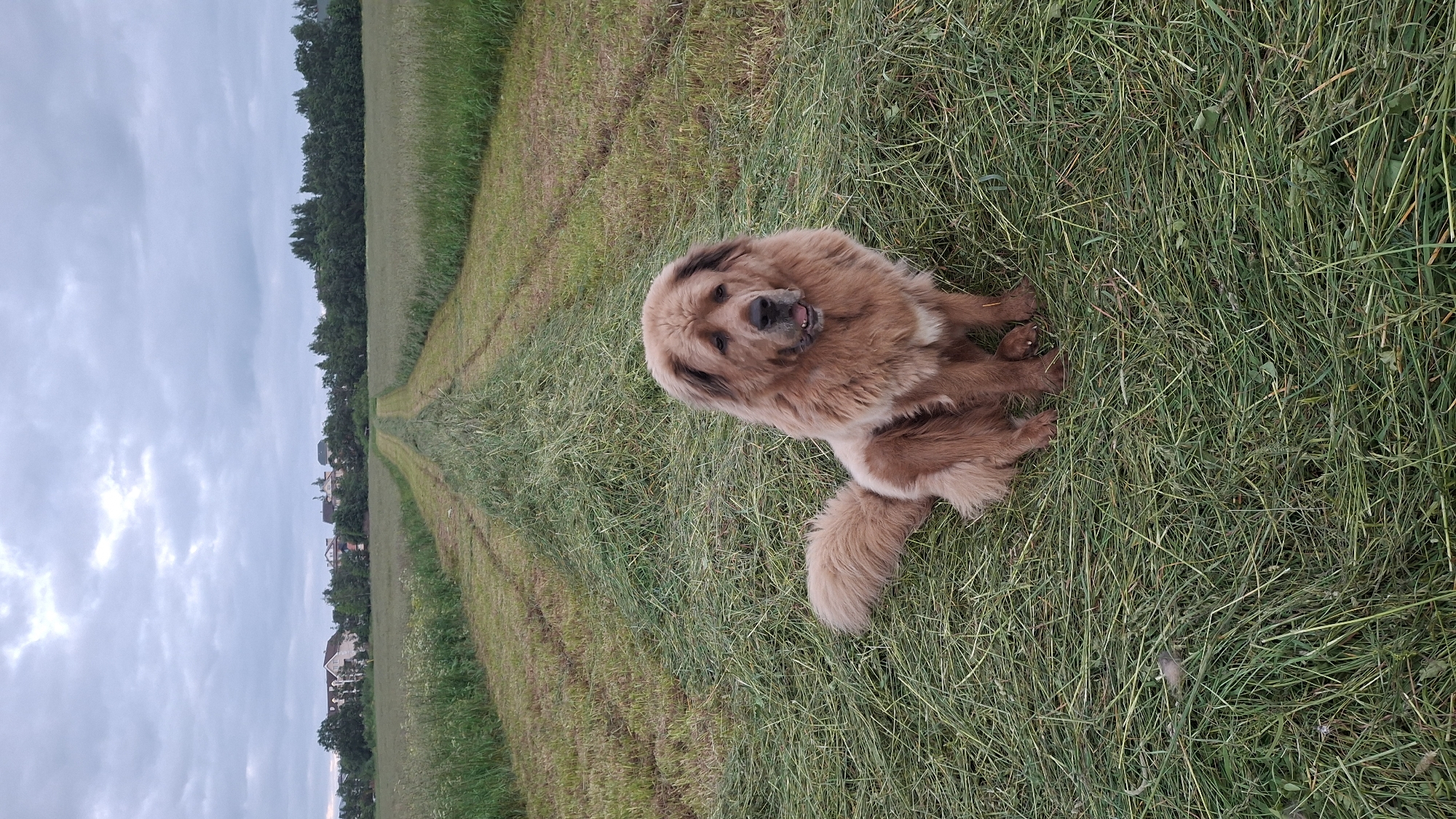 A large, fluffy, golden-brown dog sits in a freshly cut hayfield. The dog is facing the camera with its mouth slightly open, appearing to pant. Its tail is curled over its back. The hay is cut in parallel rows, creating a path through the field. In the background, there is a line of trees, and beyond that, a few buildings are visible. The sky is overcast. The location is identified as Timmolovo, Russia.