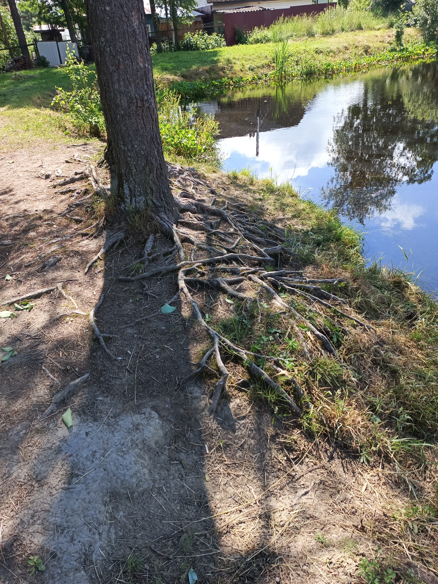 A tall, rough-barked tree stands on the edge of a body of water in the SNT Im. Volodarskogo, Russia. The tree's exposed roots spread across the sandy soil, reaching towards the water. The water's surface reflects the sky, trees, and buildings. The bank is covered in dry grass and some green vegetation. In the background, there are buildings and trees. The lighting suggests it is a sunny day.