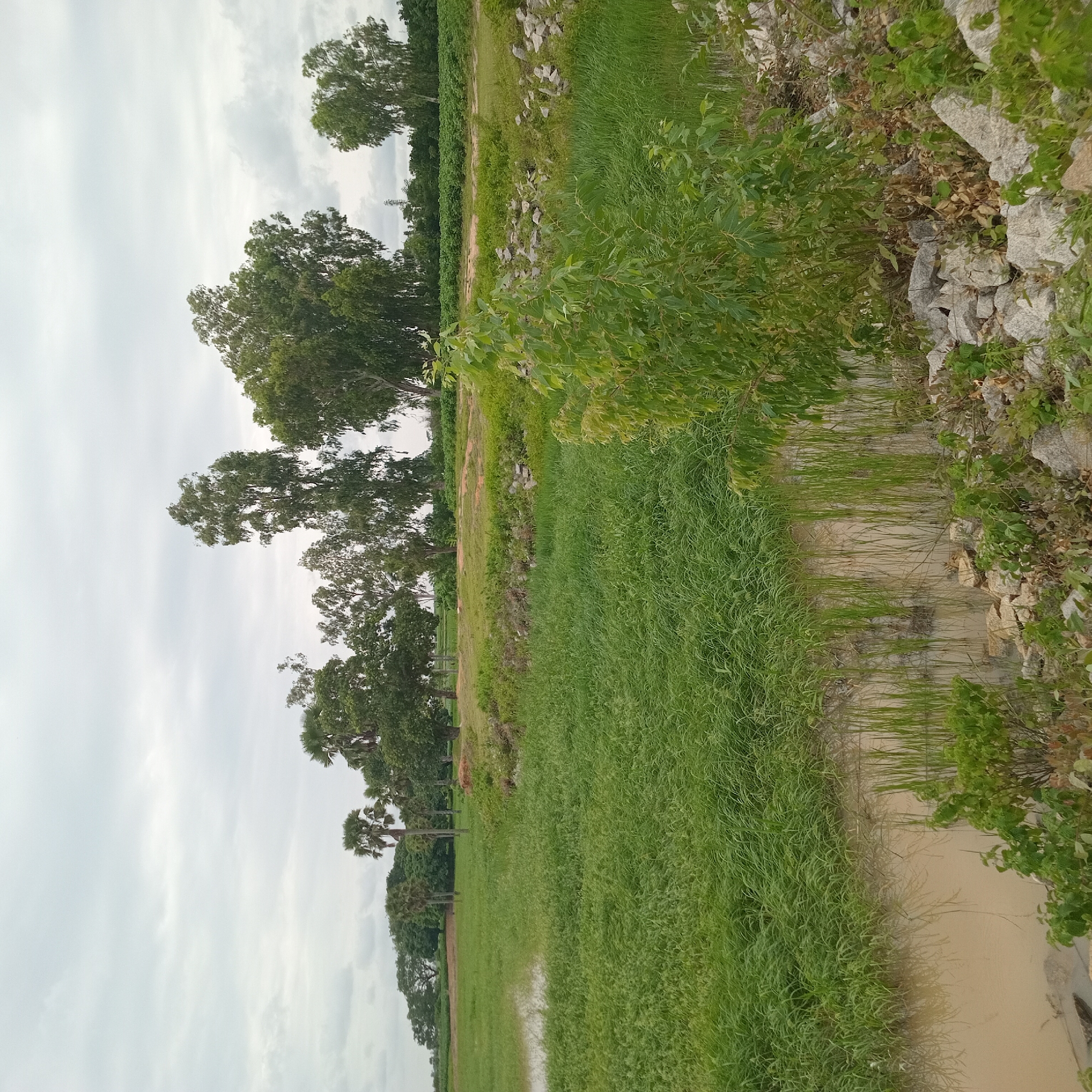 The image depicts a lush, green landscape under an overcast sky. The scene appears to be rural, possibly in or near Makwaye, Nigeria, given the presence of palm trees and dense vegetation. In the foreground, a body of murky water is visible, partially obscured by tall green grass. Scattered rocks line the bank of the water.
The middle ground is dominated by a vast expanse of vibrant green grass, which appears to be a field or a marshy area. In the background, a variety of trees are scattered across the landscape. These include tall, slender trees with feathery leaves, likely eucalyptus, and several palm trees with their distinctive fan-shaped fronds. The trees form a dense line along the horizon, interspersed with glimpses of more distant vegetation. The sky is a uniform gray, suggesting a cloudy or perhaps rainy day. There are no people or animals visible in the image. The overall impression is one of natural abundance and serene, untouched wilderness.
