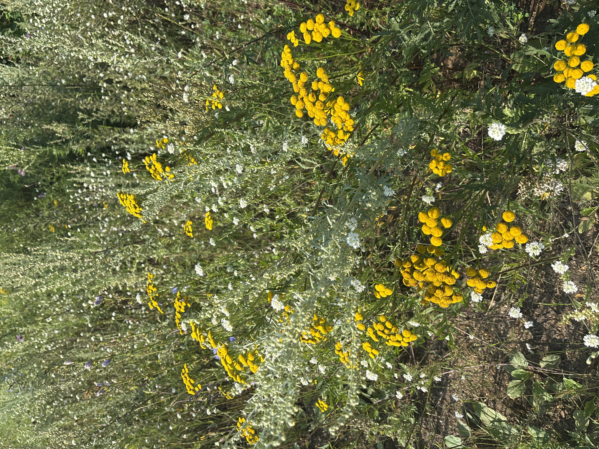 A close-up, eye-level shot captures a patch of wild flora, predominantly featuring clusters of small, bright yellow, button-like flowers and delicate white wildflowers, interspersed with feathery green foliage. The scene is bathed in natural sunlight, casting subtle shadows and highlighting the textures of the plants and the dry, earthy ground visible in the foreground. The overall impression is one of untamed nature. This scene is located in Chaikovsky, Russia.
