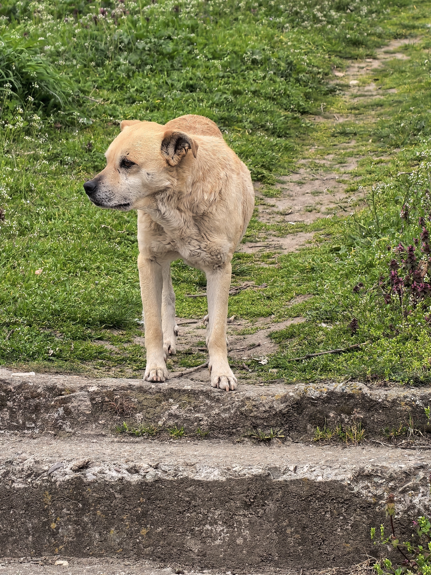 A medium-sized, short-haired, tan-colored dog stands on a concrete step, looking to the left. The dog has black points on its nose and some dark spots around its eyes. The concrete step has a rough texture, and there is vegetation growing in the background, including grass and small white flowers. A dirt path leads away from the step into the grassy area. The location appears to be outdoors, possibly in a park or garden.