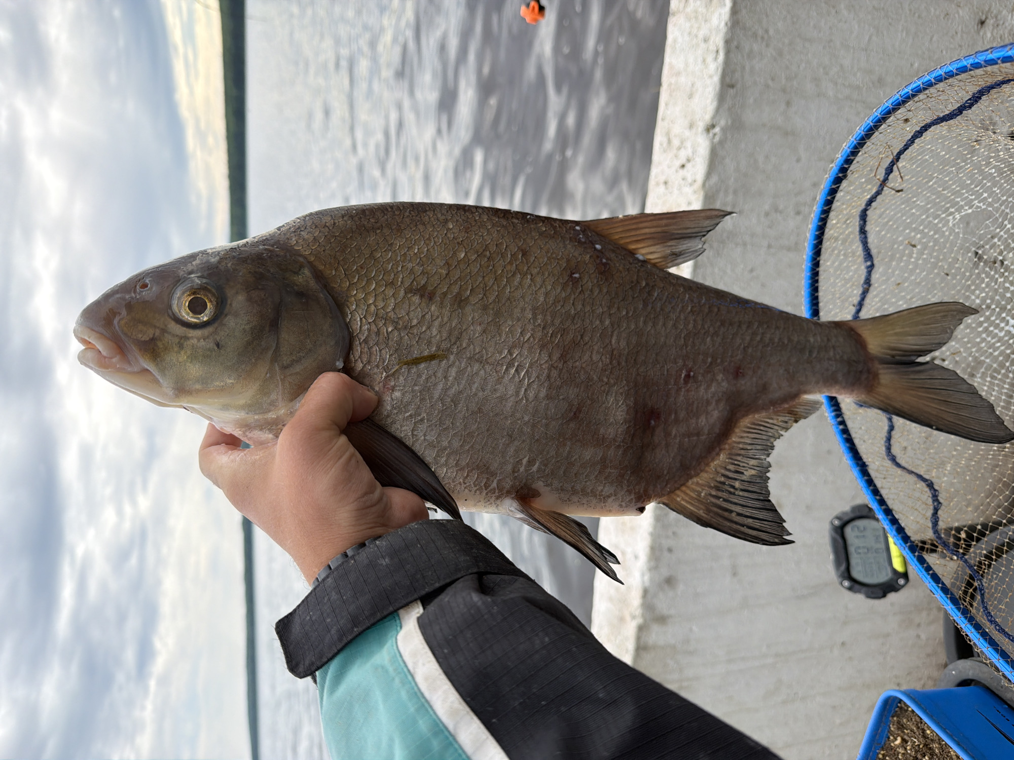 A light-skinned human hand, partially obscured by a black, teal, and white jacket sleeve, firmly grips a large, vertically oriented fish. The fish, consistent with a bream species, exhibits dark brown scales, prominent circular eyes with golden irises and black pupils, and a small, upturned mouth. Minor abrasions are visible on its body, and a small green filament adheres to its side.
The fish is positioned directly above a blue-rimmed mesh landing net, which rests on a light gray surface. To the lower left, a blue rectangular container filled with dark particulate matter is visible. A black digital device with a yellow accent, displaying "0 12", is mounted on the light gray surface behind the net.
The background features a vast body of water with subtle surface ripples, extending to a dark green treeline on the distant horizon. The sky above is heavily overcast with gray and white clouds. A small, bright orange fishing float is visible on the water's surface in the middle-right. This scene depicts fishing activity on the Votkinsk Reservoir, adjacent to the city of Chaikovsky, Russia.