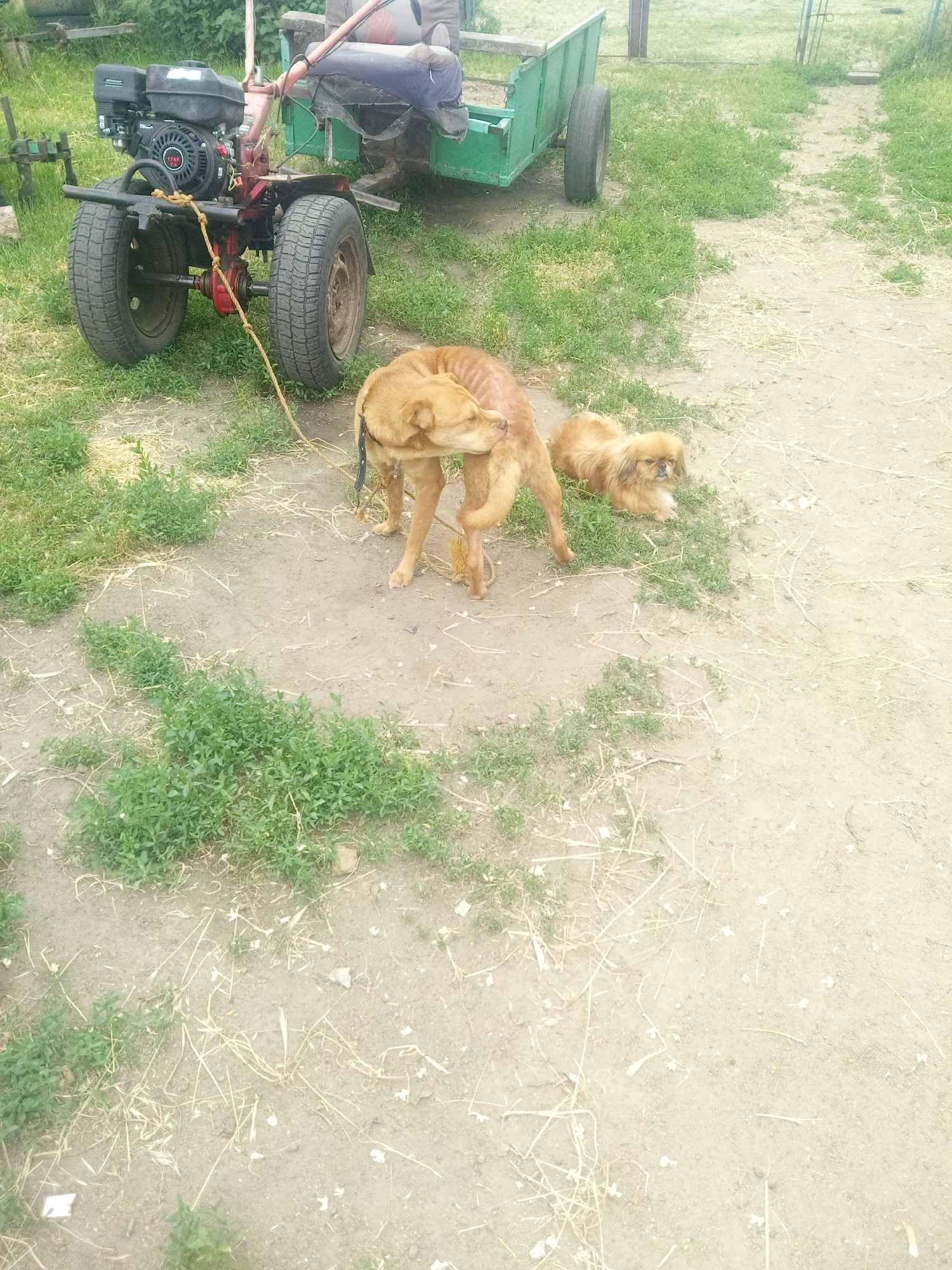 The image depicts an outdoor rural or semi-rural scene in Zelenyi Hai, Ukraine. In the upper left-center, a red and black walk-behind tractor (motoblock) with two pneumatic tires is visible. The engine unit, labeled "170F," is black. A faded green, two-wheeled trailer with a wooden seat is attached to the rear of the tractor. A person, whose lower body and legs are visible wearing light-colored trousers, is seated on the trailer. A thick, yellow, braided rope is tied to the front axle of the tractor, extending towards the foreground.
In the mid-ground, two dogs are present. To the left, a medium-sized, short-haired, light brown dog is standing with its head turned towards its right hind flank, appearing to scratch or lick itself. Its left front leg is slightly lifted. A dark-colored collar is visible around its neck. The yellow rope from the tractor extends towards the ground near this dog, but its direct attachment point to the dog is not explicitly visible. To the right of the first dog, a smaller, fluffy, light brown dog, possibly a Pekingese, is lying on a patch of green grass with its eyes partially closed, appearing to rest.
The ground consists of light brown, dry dirt, forming a path that extends from the foreground towards the upper right. Patches of vibrant green, low-growing vegetation are interspersed along the path and edges. Dry, straw-like grass blades are scattered across the dirt. In the background, additional green vegetation and the faint outline of a metallic structure, possibly a gate or fence, are discernible. The lighting suggests daylight conditions.