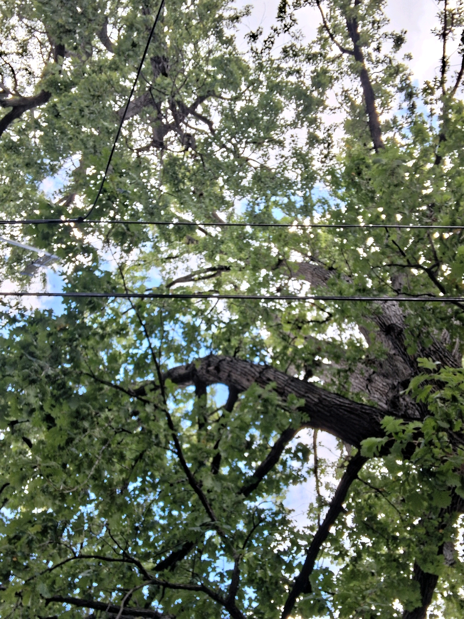 The image is a low-angle shot looking up at the dense canopy of a large deciduous tree, likely an oak given the lobed leaves visible. The branches are thick and gnarled, with rough, textured bark. The leaves are a vibrant green, and the sunlight filters through them, creating dappled patterns of light and shadow against a bright sky with patches of blue. Two black power lines run horizontally across the frame, intersecting the branches and leaves. The scene appears to be an outdoor setting in an urban environment, potentially a park or a street lined with mature trees. There are no people or animals visible in the frame. The overall impression is one of natural beauty within an urban context. The specific location in Toronto, Canada cannot be determined from the image alone.