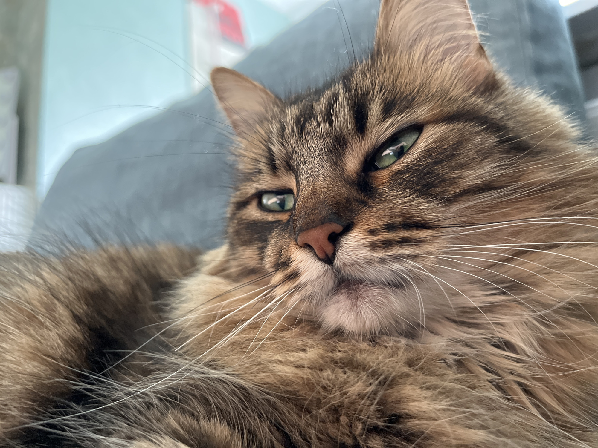The image shows a close-up, eye-level shot of a long-haired tabby cat resting on a soft, blue surface, likely a cushion or blanket. The cat's face is the primary focus, with its green eyes partially closed, giving it a relaxed or sleepy appearance. Its fur is a mixture of brown, black, and lighter brown stripes and markings. Long, white whiskers fan out from its muzzle. The background is softly blurred, with hints of a light blue wall and a red object, possibly a piece of furniture or decor, in the upper left corner. The lighting appears to be natural and soft, highlighting the texture of the cat's fur. There are no discernible landmarks or environmental clues to indicate a specific location within a city.