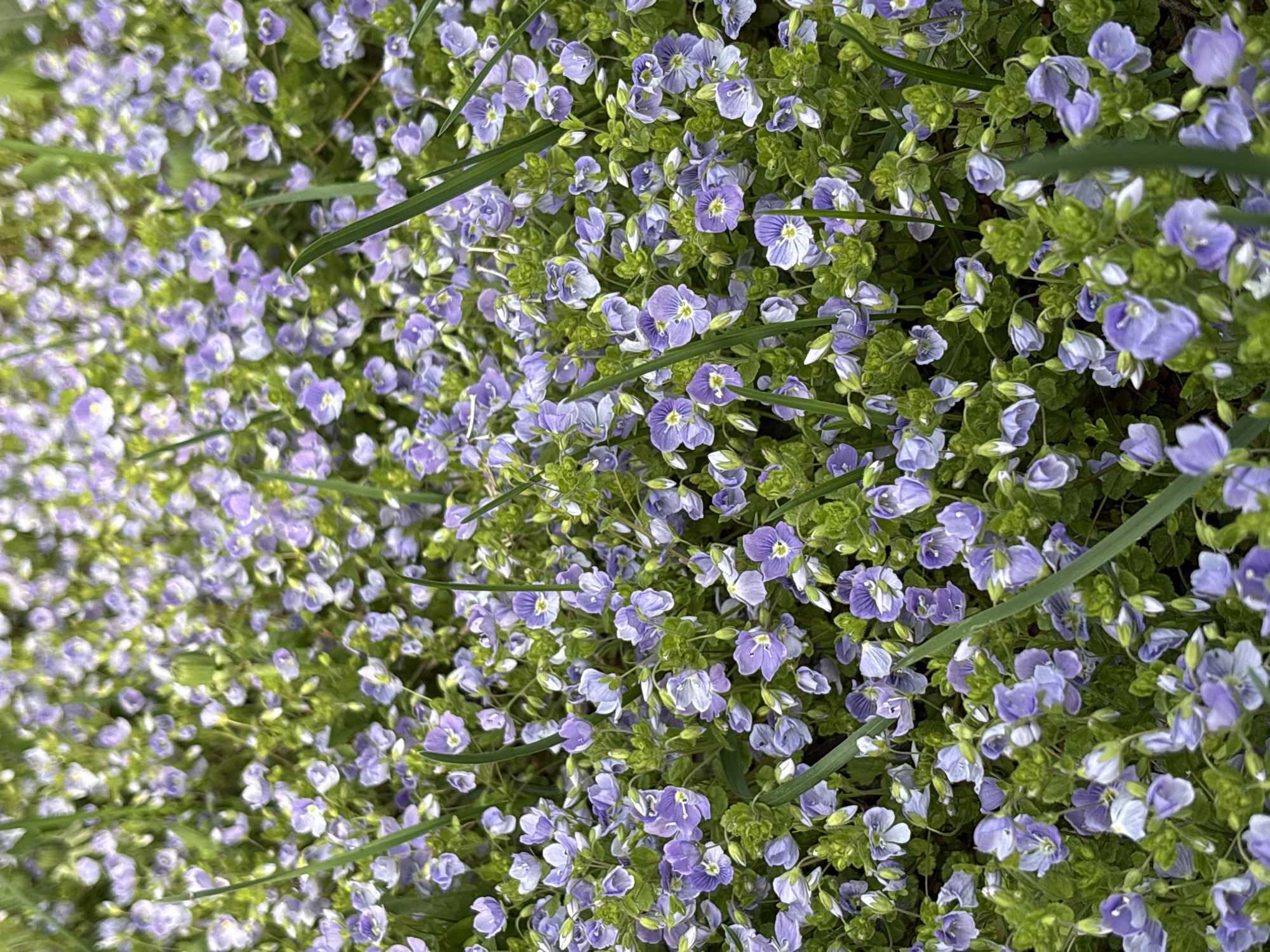 The image shows a dense patch of small, light purple flowers with four petals, interspersed with green foliage. A few thin, dark green blades of grass are scattered throughout the flower bed. The perspective is a close-up, capturing the textures and details of the flowers and leaves.
While the image appears to depict a naturally occurring patch of these flowers, determining the specific location in Chaikovsky, Russia, without additional context, is difficult.