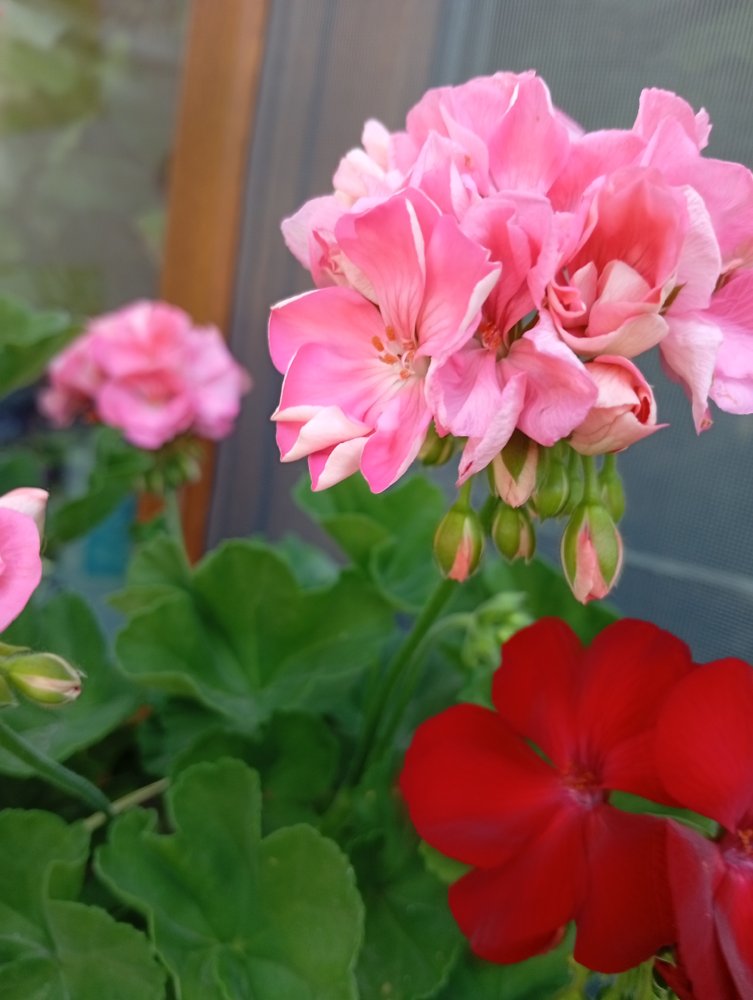 This is a close-up, eye-level, outdoor photograph of blooming geraniums in Pănășești, Moldova. The image is dominated by vibrant pink and red flowers. In the foreground, a bright red geranium with five petals is prominently displayed, with another red petal visible to its right. Above and to the left of the red flower, a cluster of pink geraniums is in full bloom, with several tightly closed pink buds hanging below. In the background, a blurry pink geranium and green foliage are visible. The overall impression is one of lush, colorful floral growth, likely in a garden or a potted plant setting.