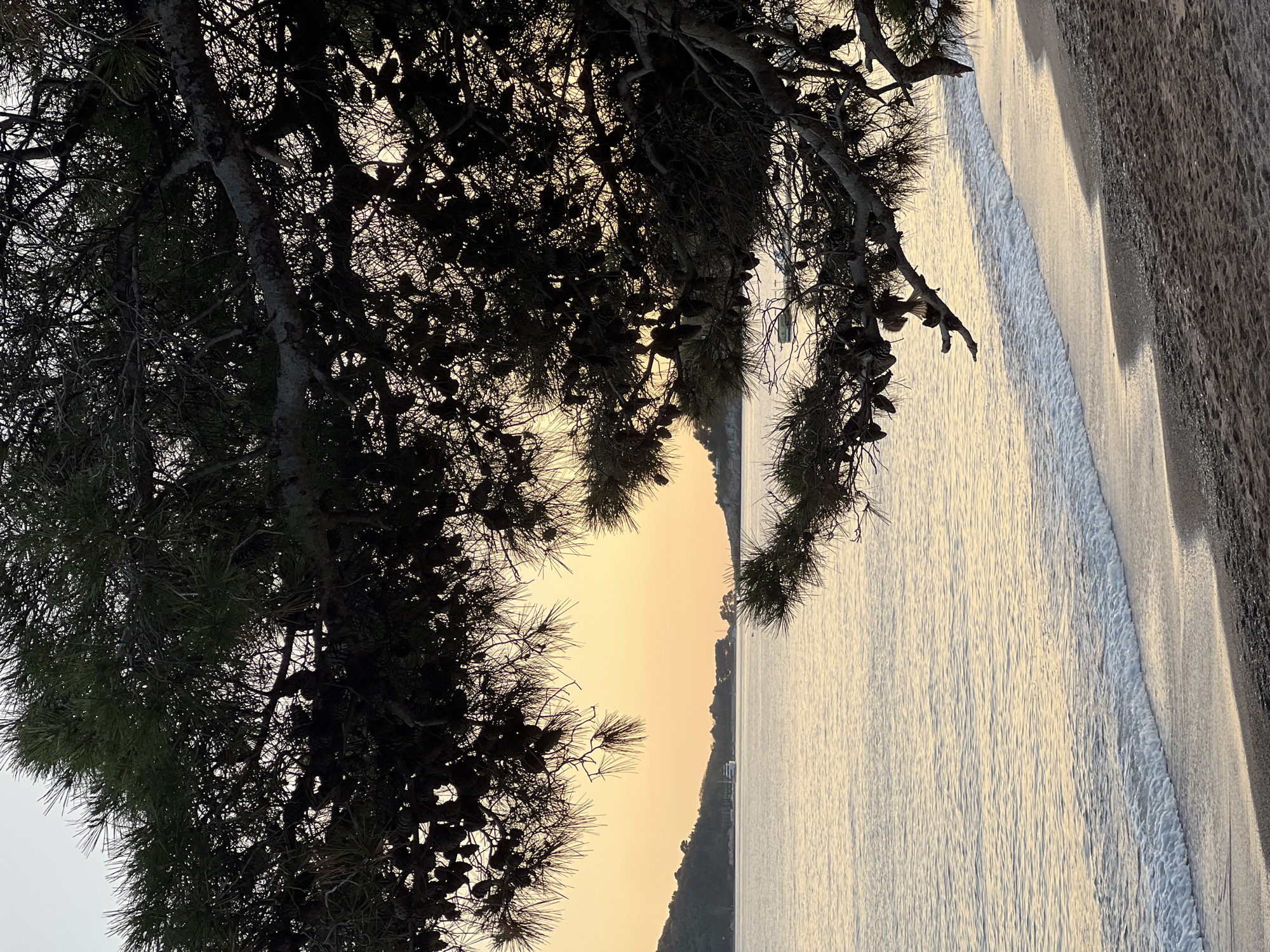 The image depicts a beach scene in Rafailovići, Montenegro, viewed through the branches of a pine tree. The beach has a light sand color, and gentle waves are visible. The tree branches are silhouetted against the sky, which has a pale yellow hue, suggesting either sunrise or sunset. In the background, a mountain range can be seen. The overall scene has a peaceful and natural atmosphere.