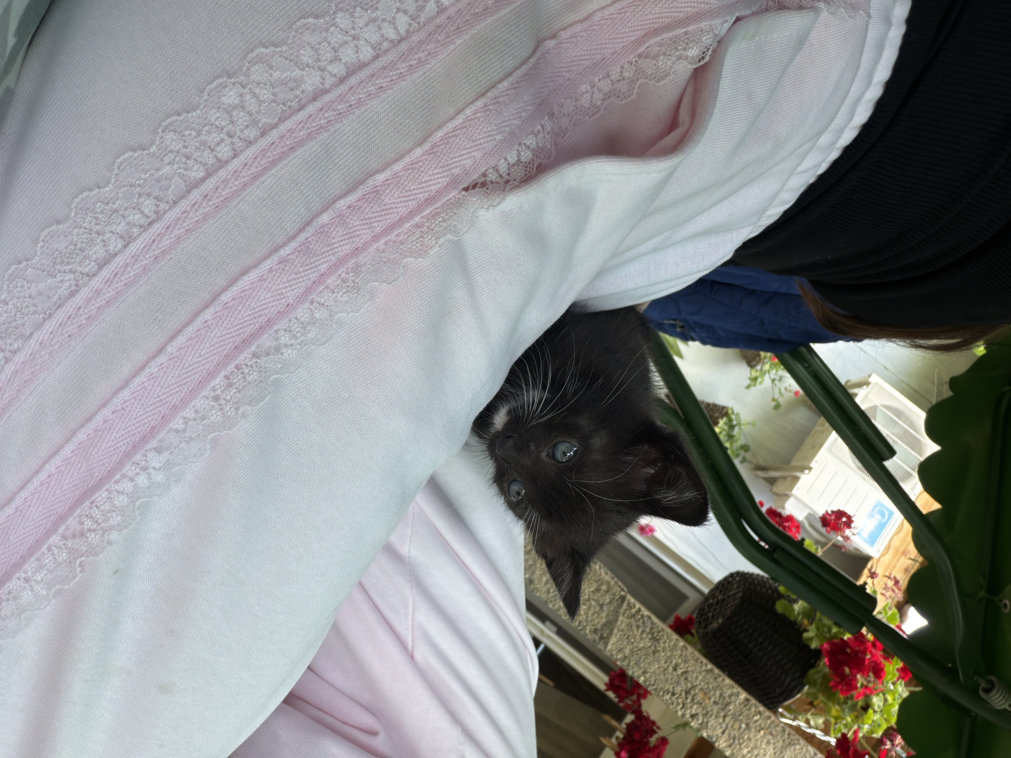 A black and white kitten with striking white whiskers peeks out from under a stack of folded pink and white linens, likely a blanket or bedding, situated in an outdoor area. A portion of a person's arm, clad in a black long-sleeved garment, is visible behind the linens. The background reveals a wrought-iron structure supporting vibrant red geraniums in a hanging basket, with a window or opening leading to what appears to be a residential building. The location is assumed to be somewhere in the city of Bratia Kunchevi, Bulgaria.