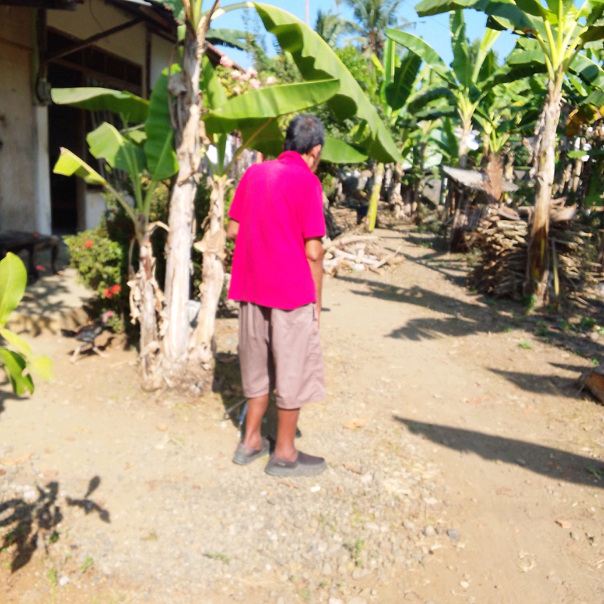 A man wearing a bright pink t-shirt and brown shorts stands in an outdoor area with banana trees and a building in the background. The ground is sandy and covered with small stones. A pile of wood is visible to the right. The man is facing away from the camera, looking towards the right. Shadows from the banana trees and potentially the man are cast on the ground. The overall scene appears to be in a rural or semi-rural setting.