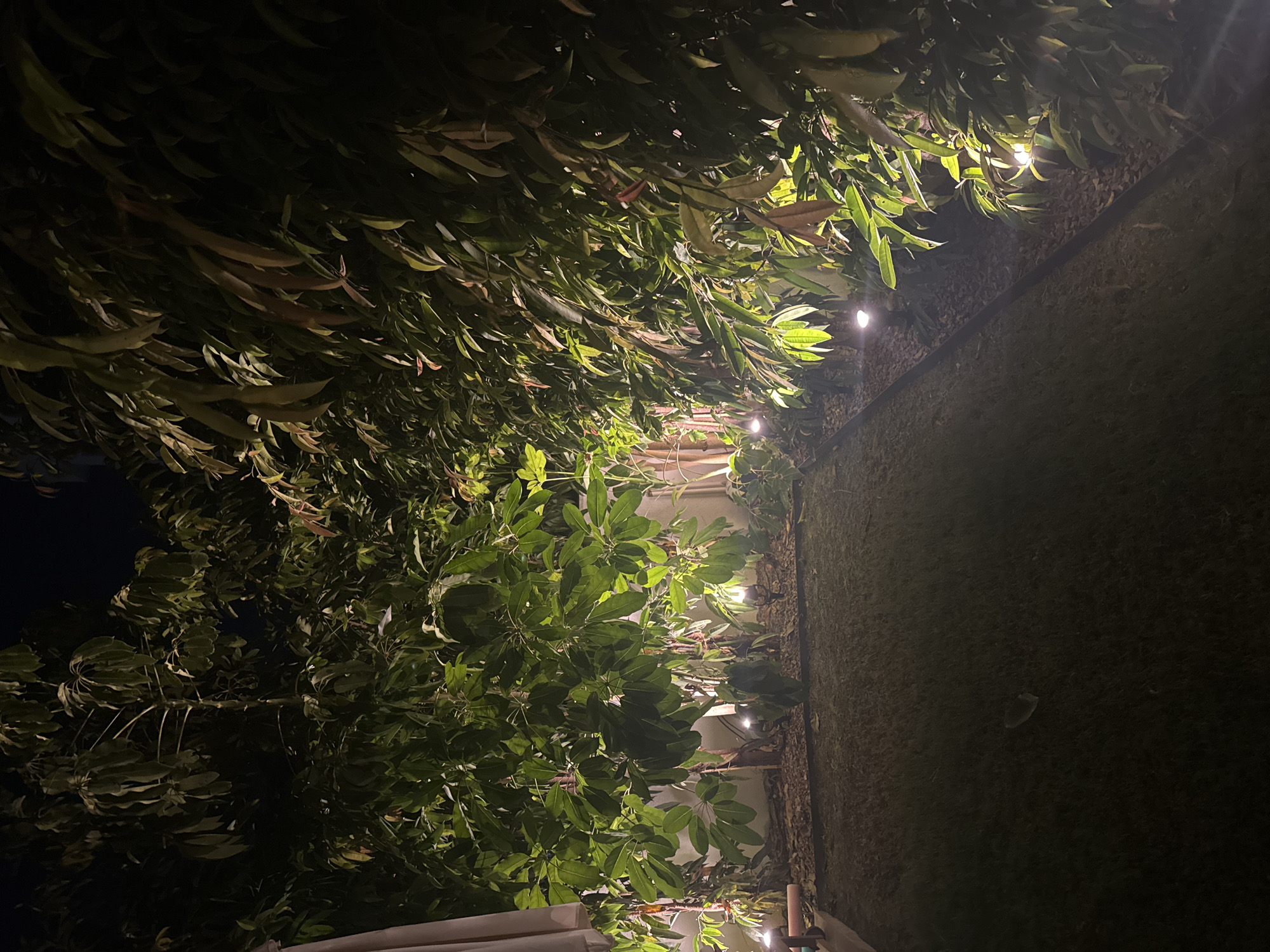 This is a night-time, vertical, eye-level shot of a garden or yard in Agios Tychona Community, Cyprus. The scene is illuminated by several small, upward-facing spotlights placed along a stone border, highlighting lush green foliage from trees and plants that line the background. The ground in the foreground is covered in short, dark green grass, which appears slightly mowed and maintained. A portion of a beige umbrella can be seen on the far left side of the frame. The overall atmosphere is calm and tranquil, with the lighting creating dramatic shadows and a sense of depth within the dense greenery. There are no people or animals visible in the image.