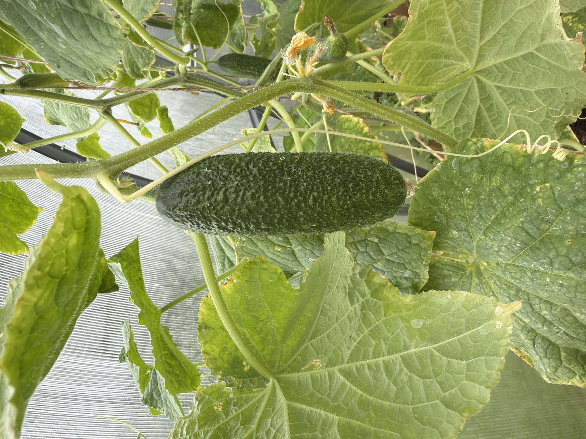 In Medemciems, Latvia, a greenhouse scene is captured, focusing on a large, bumpy, green cucumber hanging from its vine. The cucumber is centrally located and appears to be the primary subject. The plant's stem is thick and covered in fine hairs, with tendrils extending outwards. Several large, textured green leaves, some showing signs of minor damage or yellowing at the edges, surround the cucumber. In the background, a smaller, less developed cucumber is visible, as are delicate yellow flowers and developing fruits. The greenhouse structure is indicated by the presence of a translucent, corrugated plastic wall, allowing diffuse light to illuminate the scene. The overall environment suggests a cultivated agricultural setting.