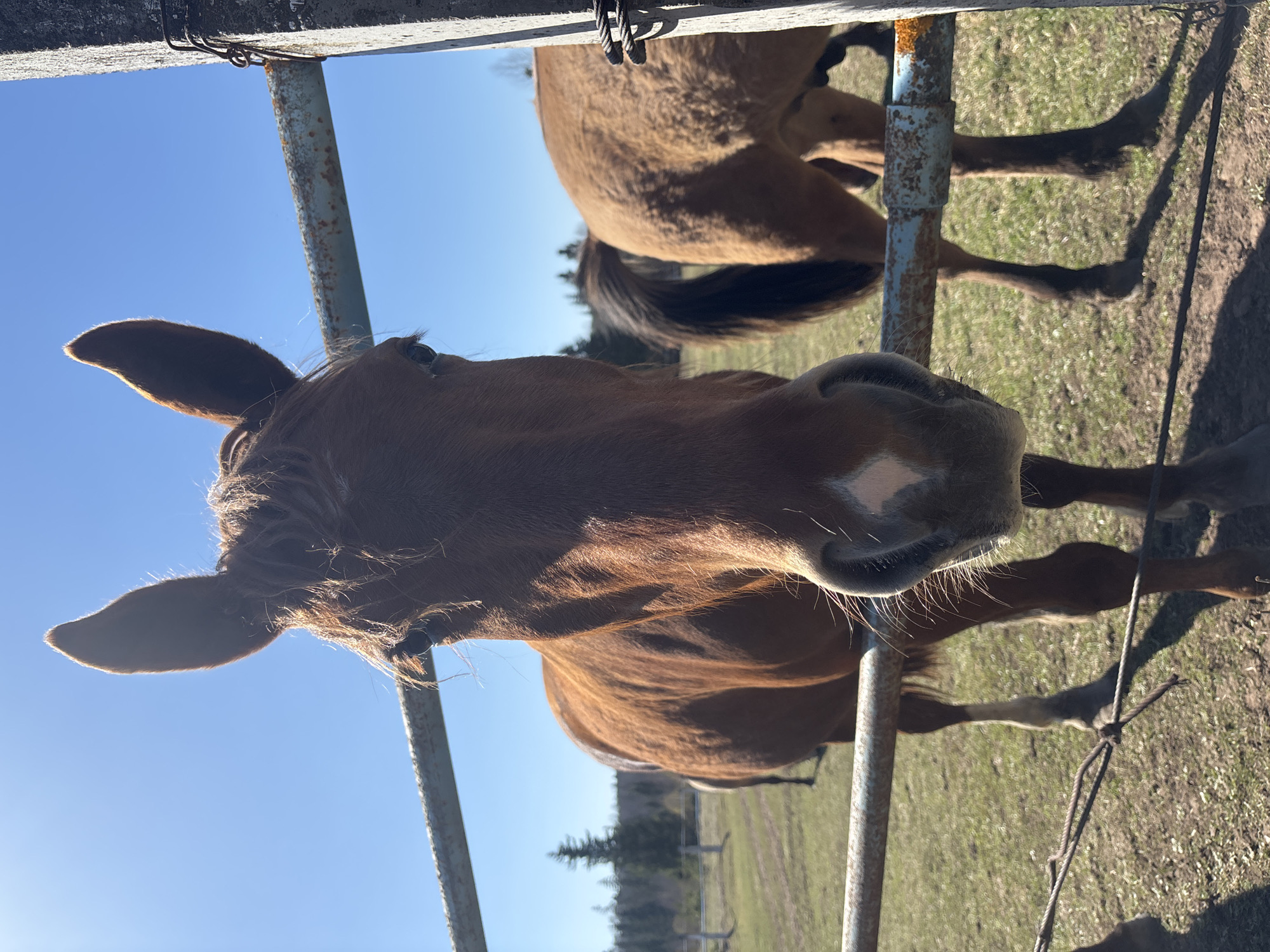 A close-up, low-angle shot depicts a brown horse with a white blaze on its face, standing near a metal fence. Another horse, also brown, is partially visible behind the fence. The background consists of a green grassy field, some trees, and a clear blue sky. The location is Opary, Russia.