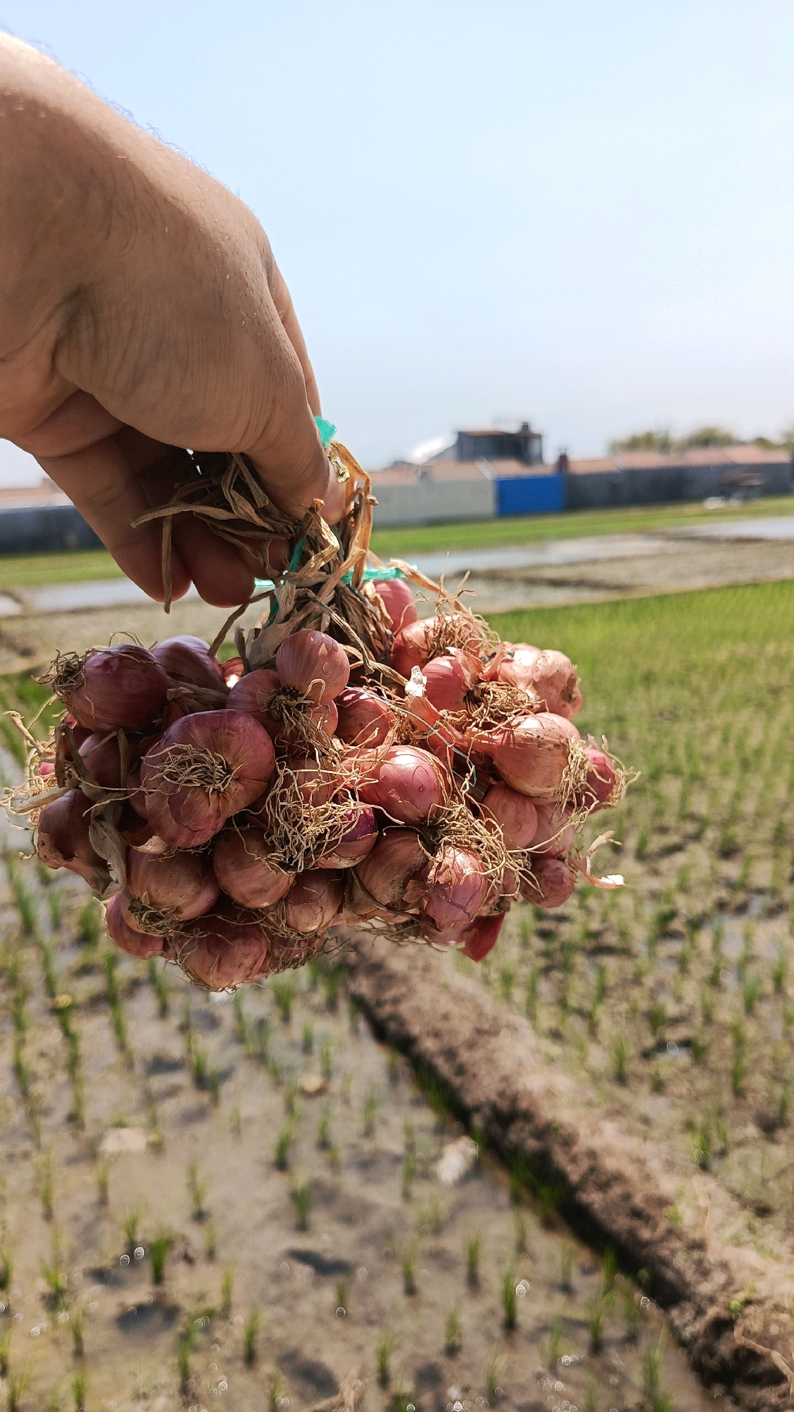 A hand holds a bunch of red onions tied together with string against a backdrop of a rice paddy field in Babadan, Indonesia. The onions are small and spherical with reddish-purple skin and dry, wispy roots. The hand, which appears to be a man's, is light-skinned and has some visible hair on the back. The rice paddy is partially flooded, with rows of young green rice shoots visible. In the distance, there are some low-rise buildings and trees. The sky is clear and blue, indicating a sunny day. The image is a close-up shot of the onions, with the background slightly blurred, emphasizing the subject.
