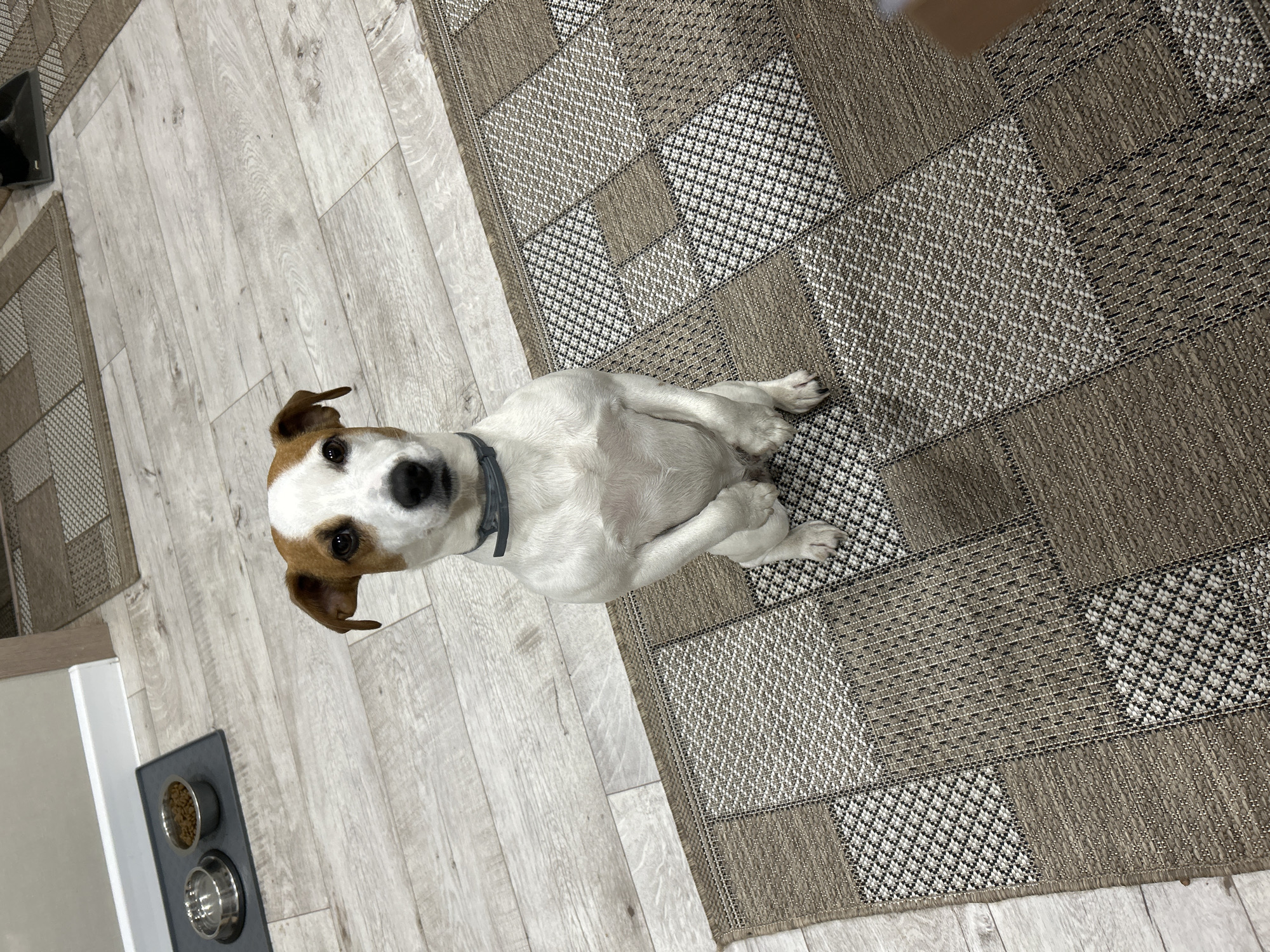 The image shows a Jack Russell Terrier dog sitting on a rug in a room with light-colored, wood-look flooring. The rug has a patchwork design in varying shades of brown and gray with geometric patterns. A dog food and water bowl are visible on a gray mat near the edge of the frame. The location is Уральское, Russia.