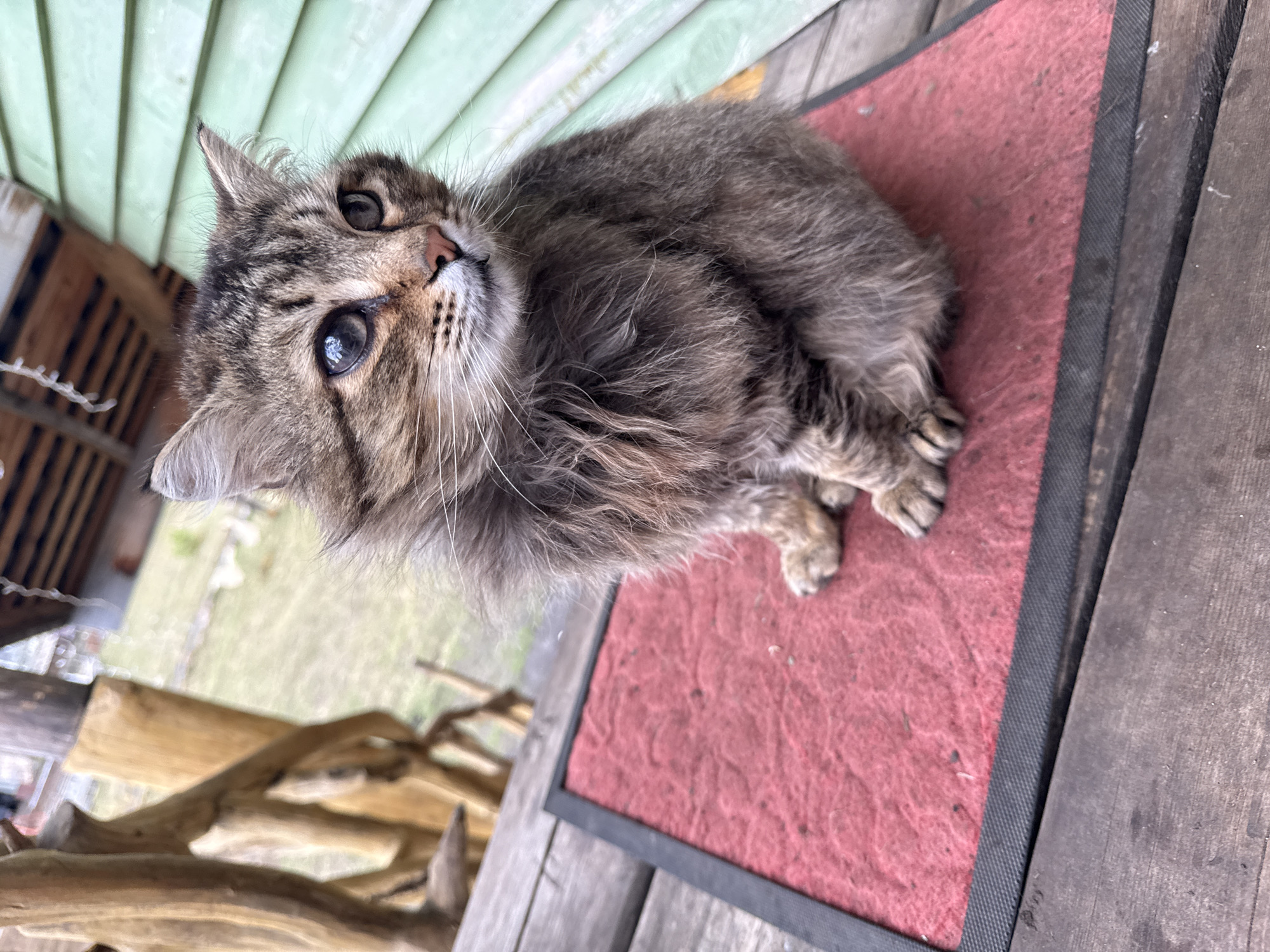 A fluffy, brown tabby cat is curled up on a red doormat with a black border, situated on a wooden deck. The cat is looking upwards with large eyes. A section of light green, horizontally-paneled siding is visible in the background, along with parts of a wooden structure. Outside, behind a barrier of thin, reflective strands, there is a grassy area. To the left of the deck, there is a wooden art piece.
The image does not provide explicit evidence about the location, nor can the presence of people or their interactions be determined. Therefore, I cannot confirm this is in Tyulyuk, Russia.
