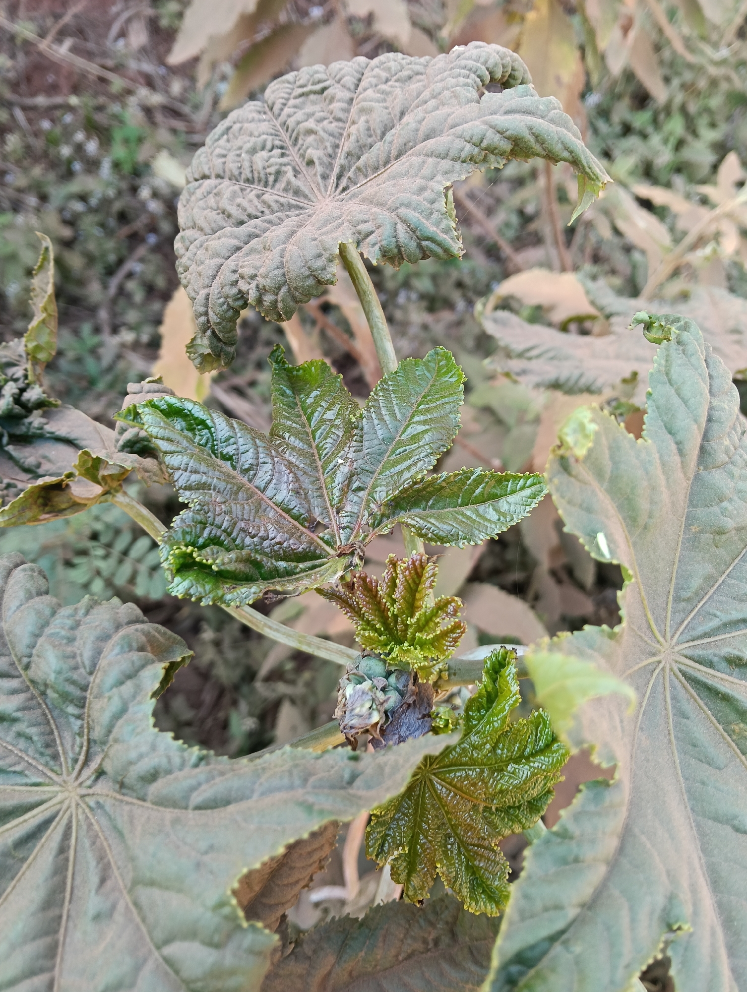 In Keekonyokie ward, Kenya, a close-up shot focuses on the textured, palmate leaves of a plant, likely a castor bean plant. The foreground features vibrant green, newly unfurling leaves with prominent veins and a serrated edge. These are contrasted with larger, older leaves that are a duller green and covered in a fine layer of dust, giving them a muted appearance and highlighting their deeply lobed structure and ribbed texture. Some of these older leaves show signs of damage with torn or chewed edges. The background is softly blurred, suggesting a natural outdoor environment with dry earth and sparse vegetation. The lighting appears natural, casting soft shadows that accentuate the plant's foliage. There are no people or animals visible in the frame. The scene captures a moment of botanical detail, emphasizing the plant's growth and its interaction with the environment.