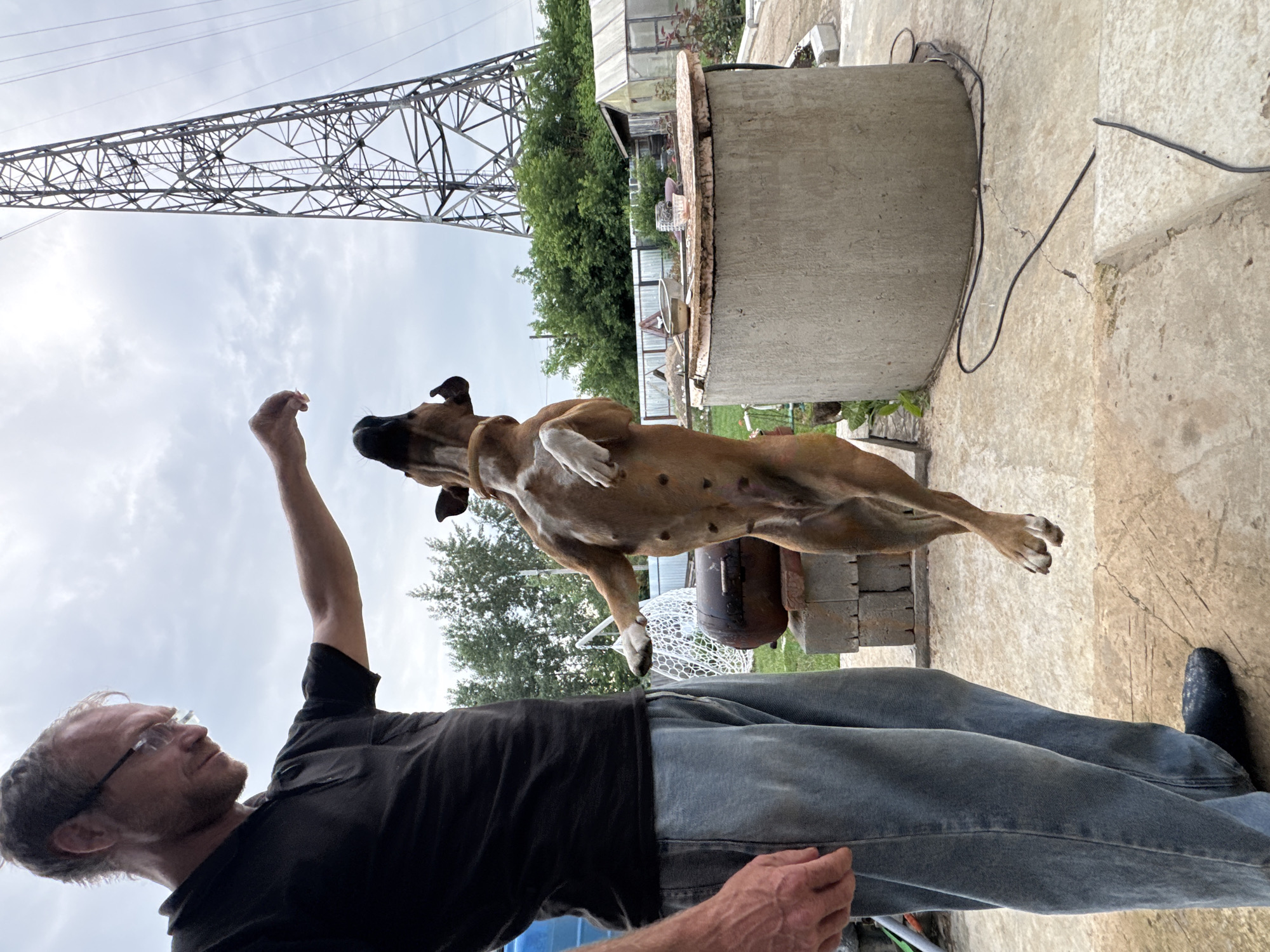 A man in a black polo shirt and blue jeans stands in a yard, holding a treat for a brown boxer dog that is jumping up towards it. In the background, there is a large metal tower, trees, a greenhouse, and a round concrete structure. The scene appears to be in a rural or suburban area, possibly in Chaikovsky, Russia.