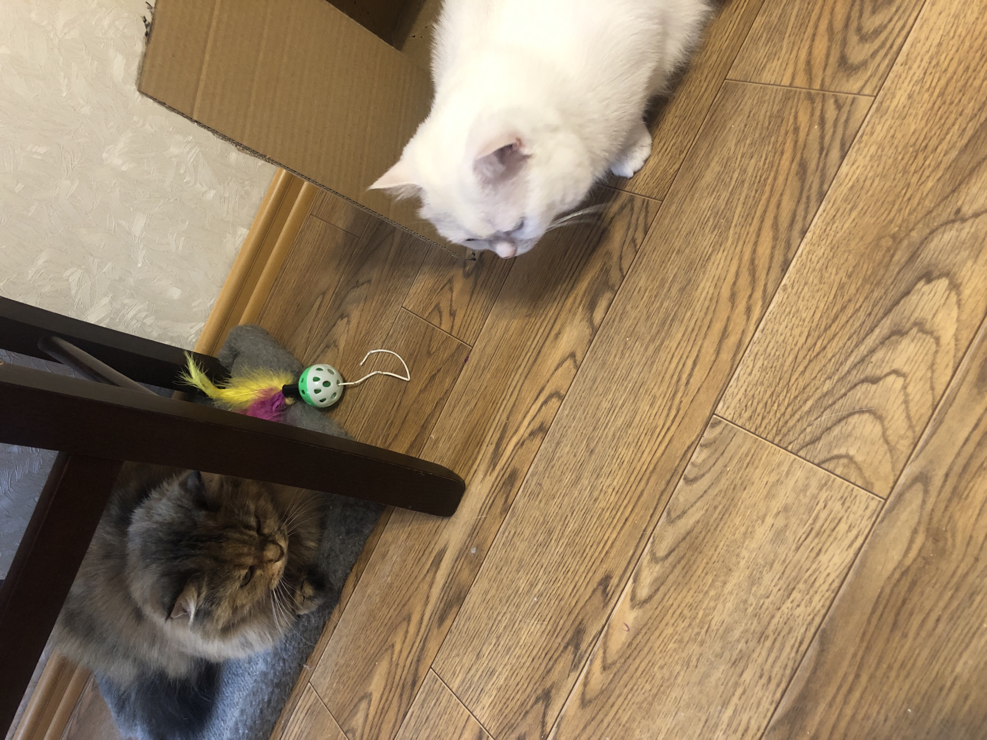 A white cat with light pink ears is looking down into a cardboard box. The cat is on a light brown wooden floor. In the foreground, partially obscured by a dark brown chair leg, is a fluffy grey cat. Near the grey cat and under the chair is a cat toy with a green and white ball with holes and a yellow and purple feather. The scene appears to be indoors, possibly a home, with a textured off-white wall visible in the background. The lighting suggests it could be daytime.