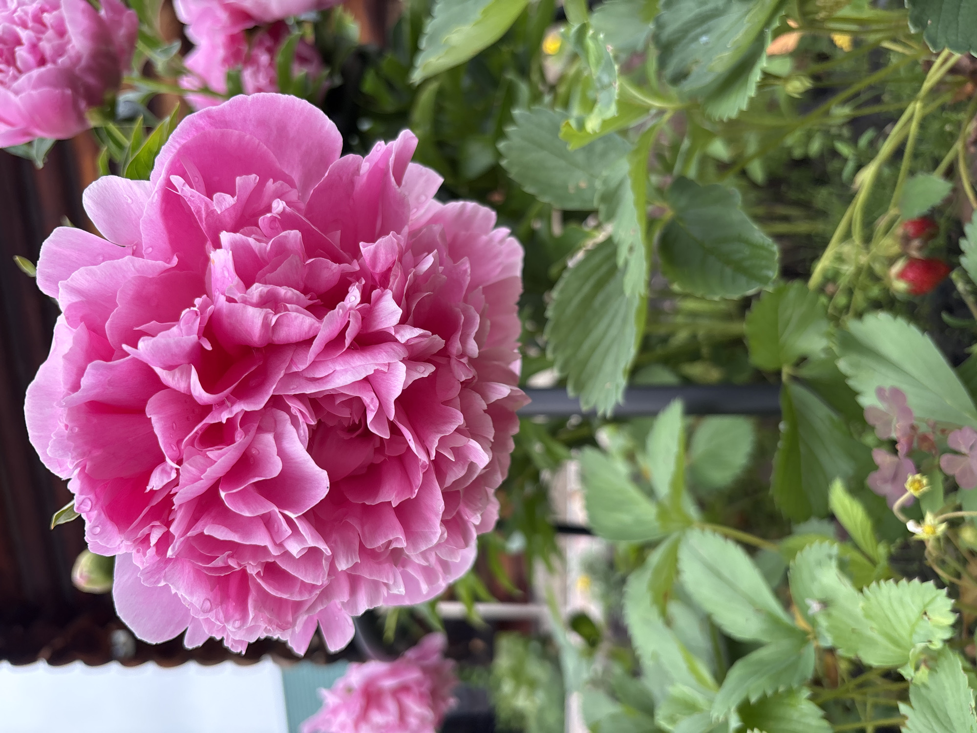 A close-up, eye-level shot showcases a vibrant pink peony in full bloom, its ruffled petals glistening with dew drops. The flower dominates the frame, with its intricate layers softly blurring into the background. Behind the peony, out-of-focus greenery, including strawberry plants with developing red fruits and small blossoms, forms a lush garden setting. In the far distance, a wooden structure with visible horizontal planks is barely discernible. The scene suggests a natural setting, possibly a garden in the vicinity of Кордово, Russia, likely captured on a cloudy or damp day. There are no people present.
