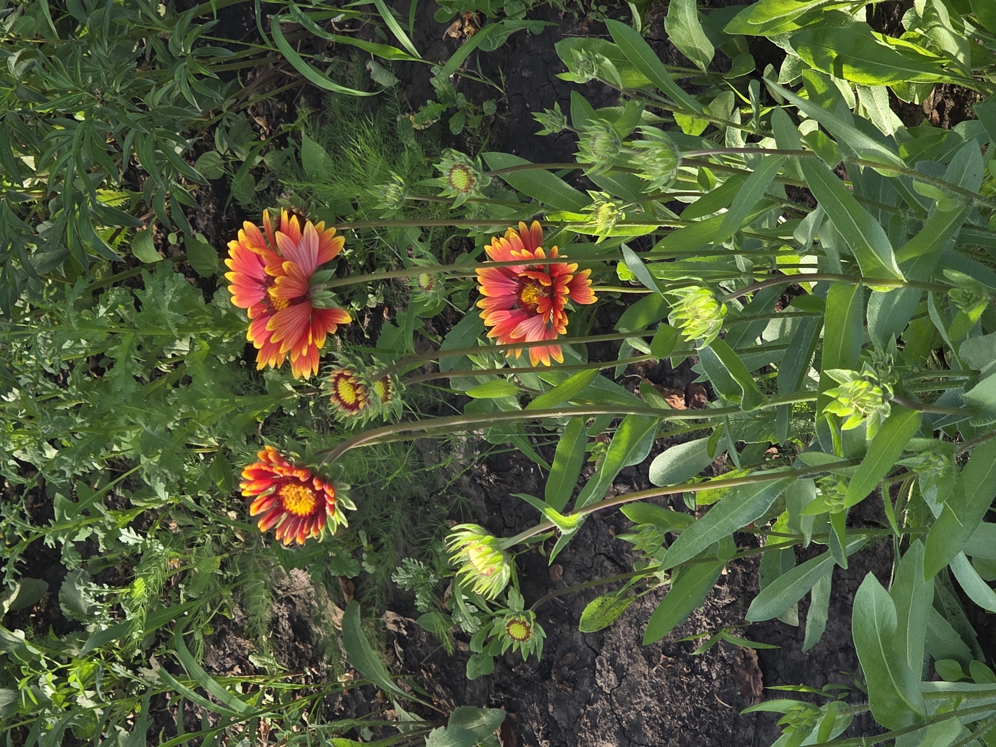 In the city of Petrushenko, Russia, a patch of Gaillardia flowers is captured in close-up. The flowers display vibrant bicolor petals, transitioning from deep red at the center to bright yellow at the tips. Several blooms are fully open, showcasing their intricate structure, while others are still in bud form, their green sepals tightly enclosing the developing flowers. The surrounding environment consists of dark, earthy soil interspersed with lush green foliage and grass. The lighting suggests it is daytime, with sunlight illuminating the scene and casting subtle shadows. No people are present in the image.