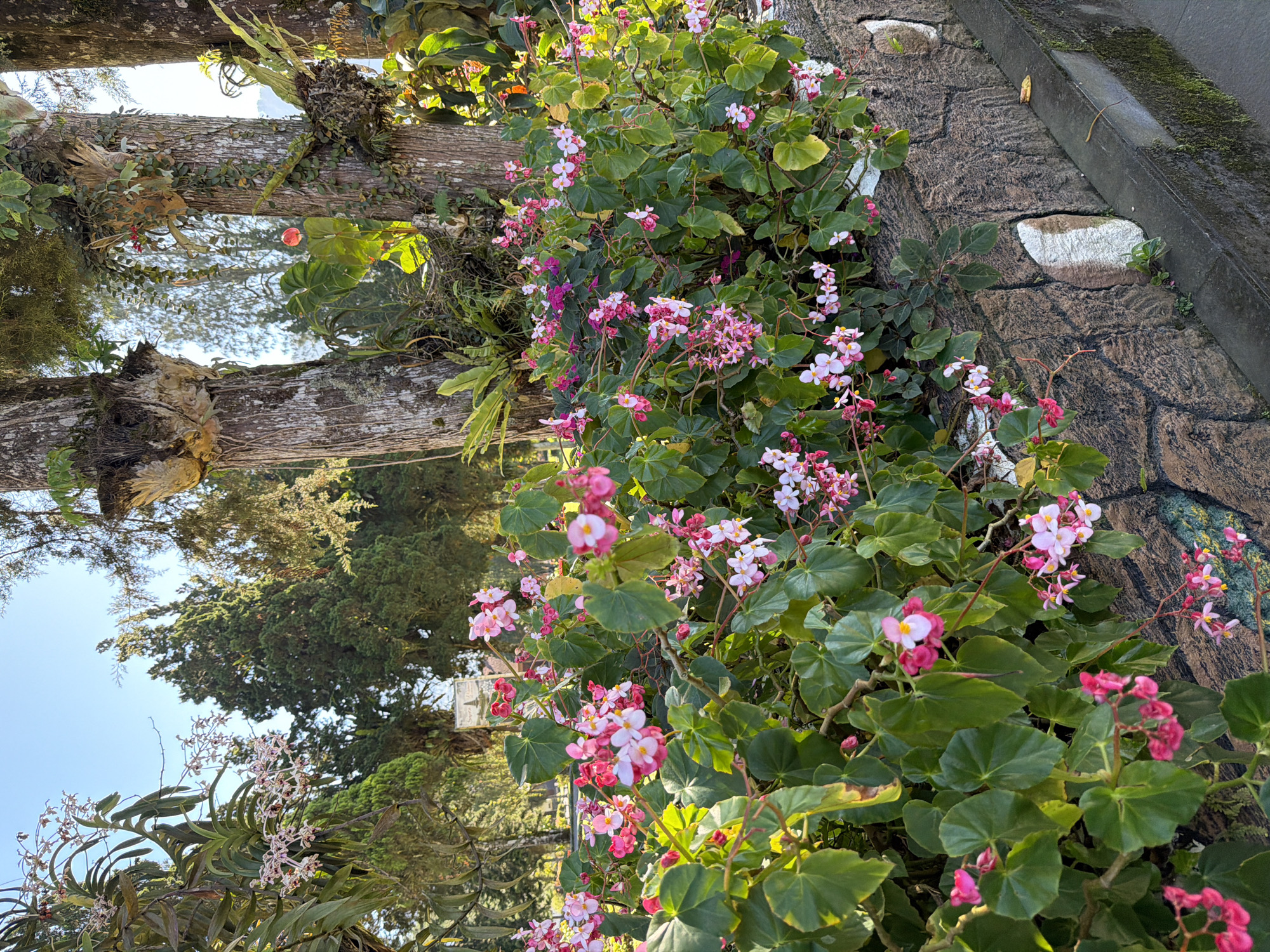 The image shows a dense hedge of pink and white begonias with large green leaves, growing along a textured, rough stone wall. The wall has sections with embedded lighter-colored stones. A concrete curb runs along the base of the wall, with some moss growth visible. In the background, tall trees with rough bark are visible, some with epiphytes growing on them. Sunlight filters through the trees, casting dappled light on the foliage and wall. The sky is clear and blue. This scene is consistent with the botanical gardens or lush green spaces commonly found in Baturiti, Indonesia, a region known for its tropical flora and hilly terrain. No people are present in the image.