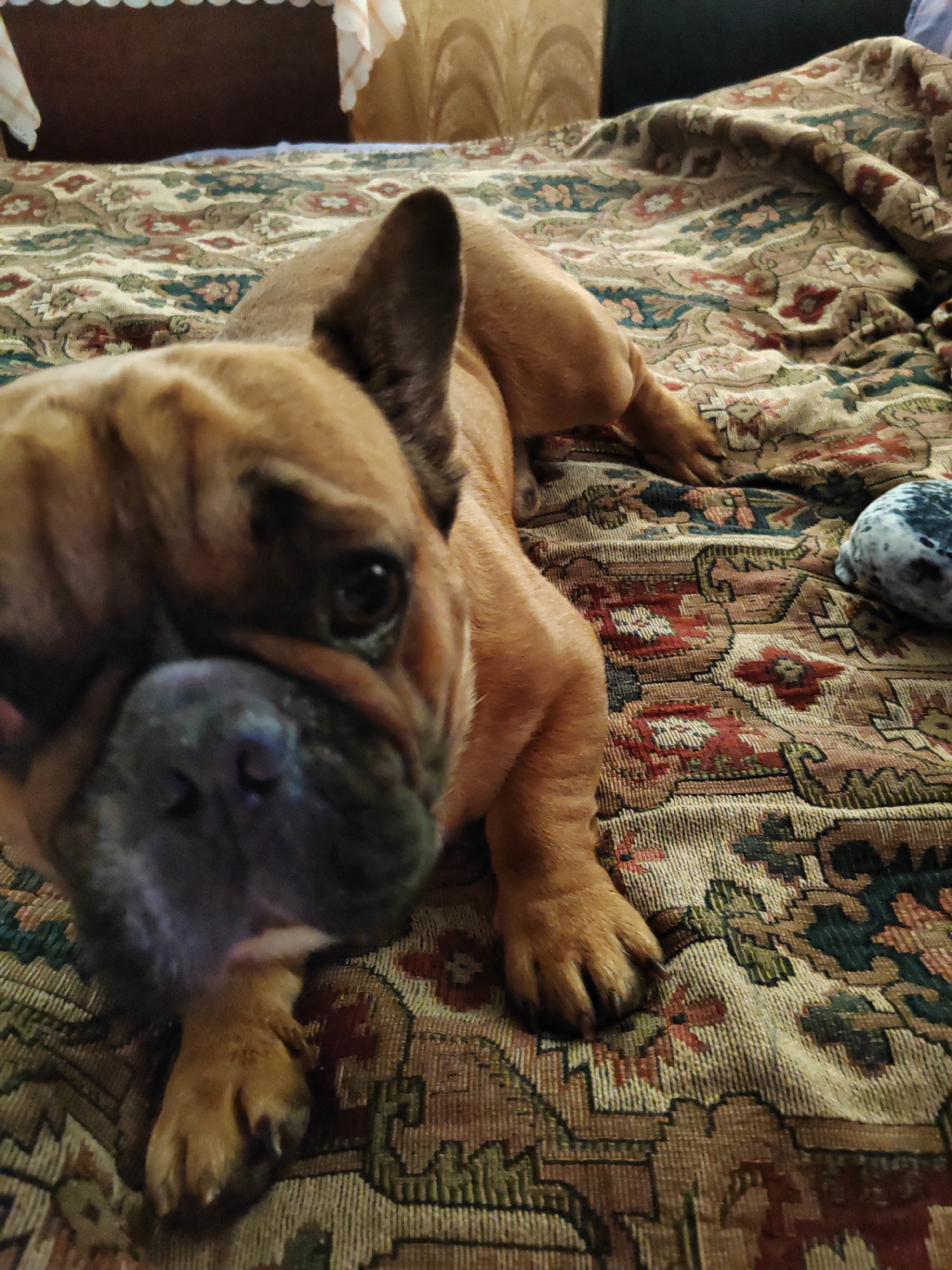 A tan French bulldog is lying on a bed with a patterned blanket. The dog is facing the camera, with its head tilted slightly to the left. The blanket has a floral design in red, green, and beige. A small, dark, and white spotted plush toy is visible to the right of the dog. The background is out of focus, but appears to be a wall with a textured pattern.