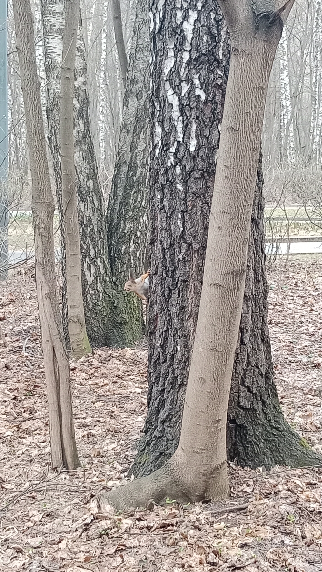 A squirrel clings to a large tree trunk in a wooded area, likely within the city of Moscow, Russia. The ground is covered in fallen leaves, and several other trees are visible in the background, some with distinctive white bark. The squirrel is positioned on the side of the tree, appearing to look to the left.