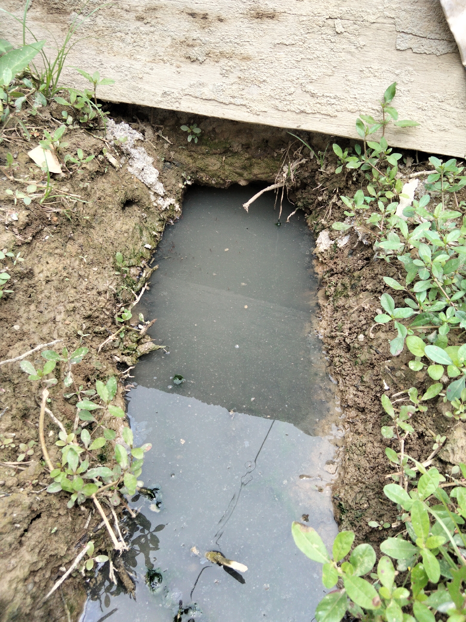 A small, stagnant pool of murky, gray water is visible, occupying a shallow depression in the soil. The water's surface is disturbed by small ripples and a few scattered bubbles. Along the edges of the pool, the soil is damp and muddy, with sparse green vegetation growing out of it. A piece of weathered, light-colored wood is positioned horizontally above the pool, casting a shadow onto the muddy bank. The scene appears to be outdoors, with no human presence or activity immediately evident. The location is identified as Benuaraja, Indonesia.