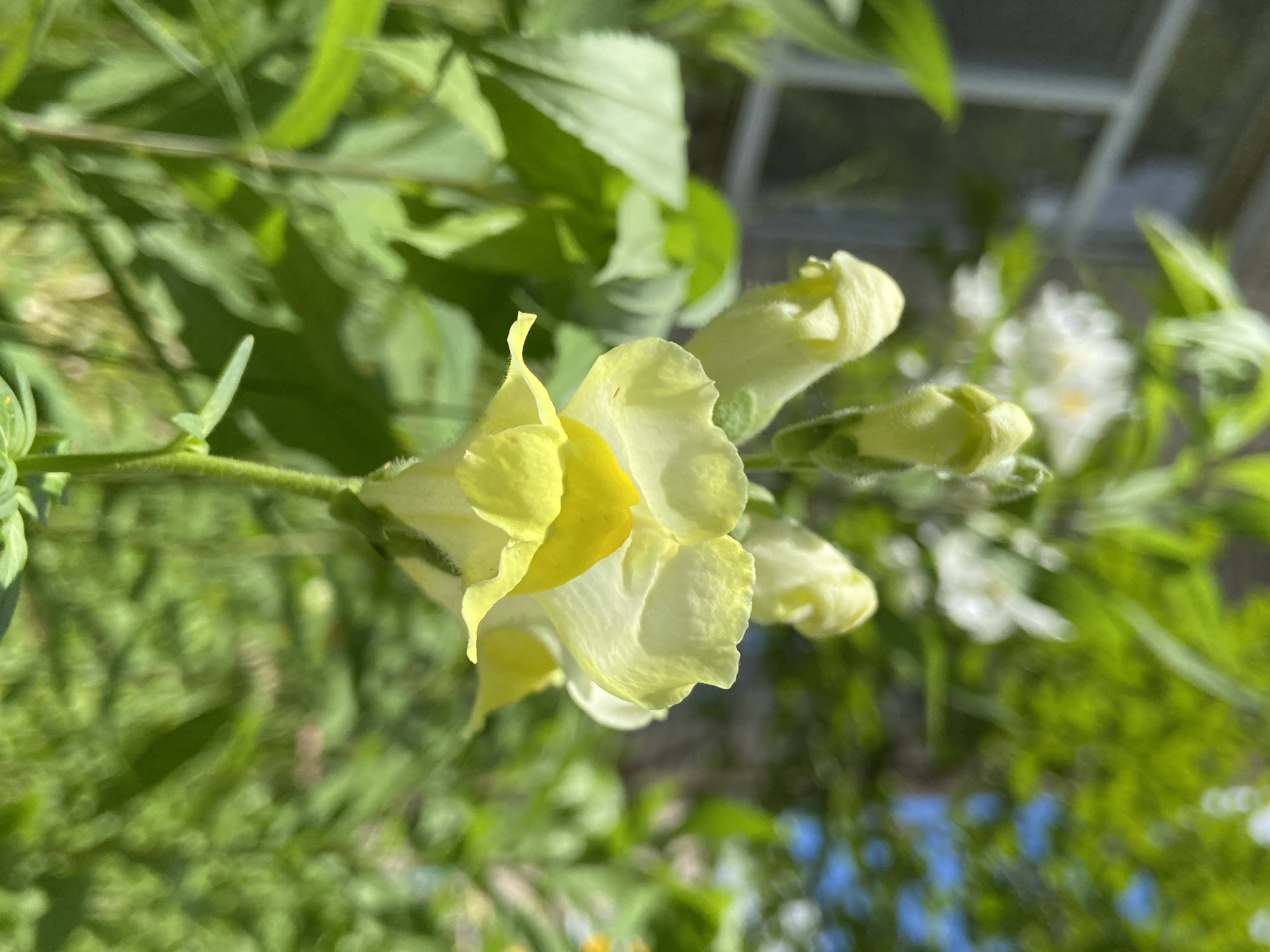 A close-up, eye-level outdoor shot focuses on a cluster of light yellow snapdragon flowers in bloom. The snapdragons are a primary subject, with the blossoms in various stages of opening, some appearing as buds. The petals are soft and textured, with a gradient of yellow, fading to white at the edges. The flowers are positioned on a vertical stem, surrounded by lush green foliage. In the background, the scene is blurred, suggesting a garden or natural setting. Hints of a building with a window are visible on the left, partially obscured by greenery. The lighting indicates it is daytime, with sunlight casting shadows and highlighting the textures of the petals and leaves. The overall impression is one of natural beauty and growth. The scene appears to be located in a garden setting within a residential area.