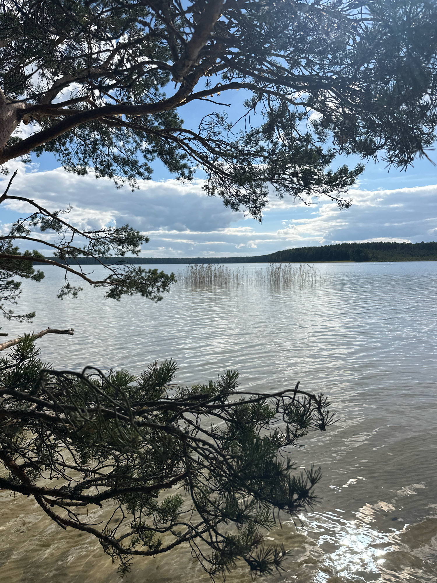 The image shows a body of water with a forested shoreline in the distance, under a sky with scattered clouds. Pine tree branches, with needles and bark visible, frame the foreground and parts of the upper portion of the image, suggesting the viewpoint is from the edge of a lake or river bordered by pine trees. The water's surface is rippled, reflecting the light from the sky. In the background, reeds or tall grasses are visible along the water's edge. The overall scene depicts a natural, outdoor environment, likely a lake or a wide river, in a temperate climate. The location is identified as Мядзельскі сельскі Савет, Belarus. There are no people or animals visible in the image.